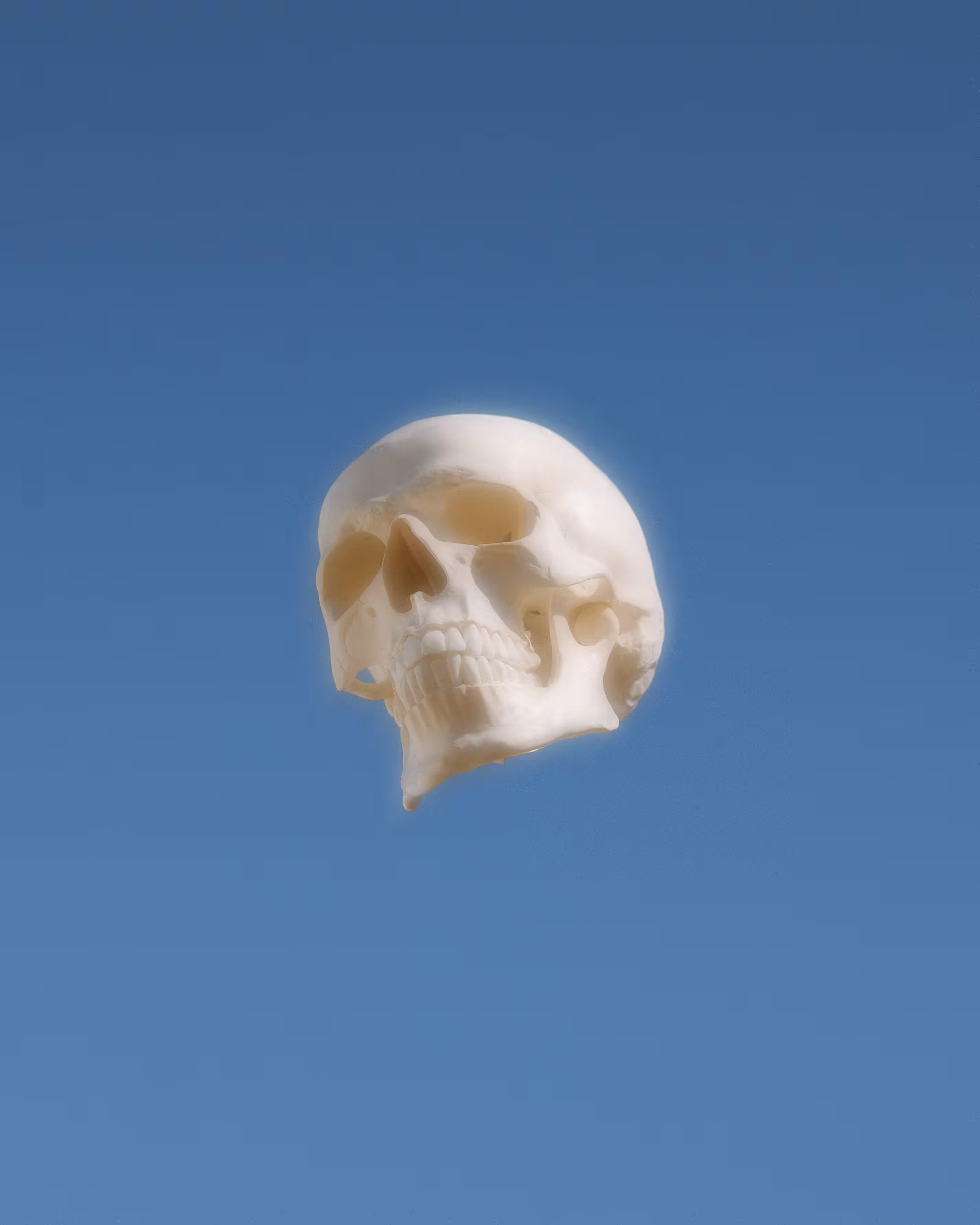 Bonehead