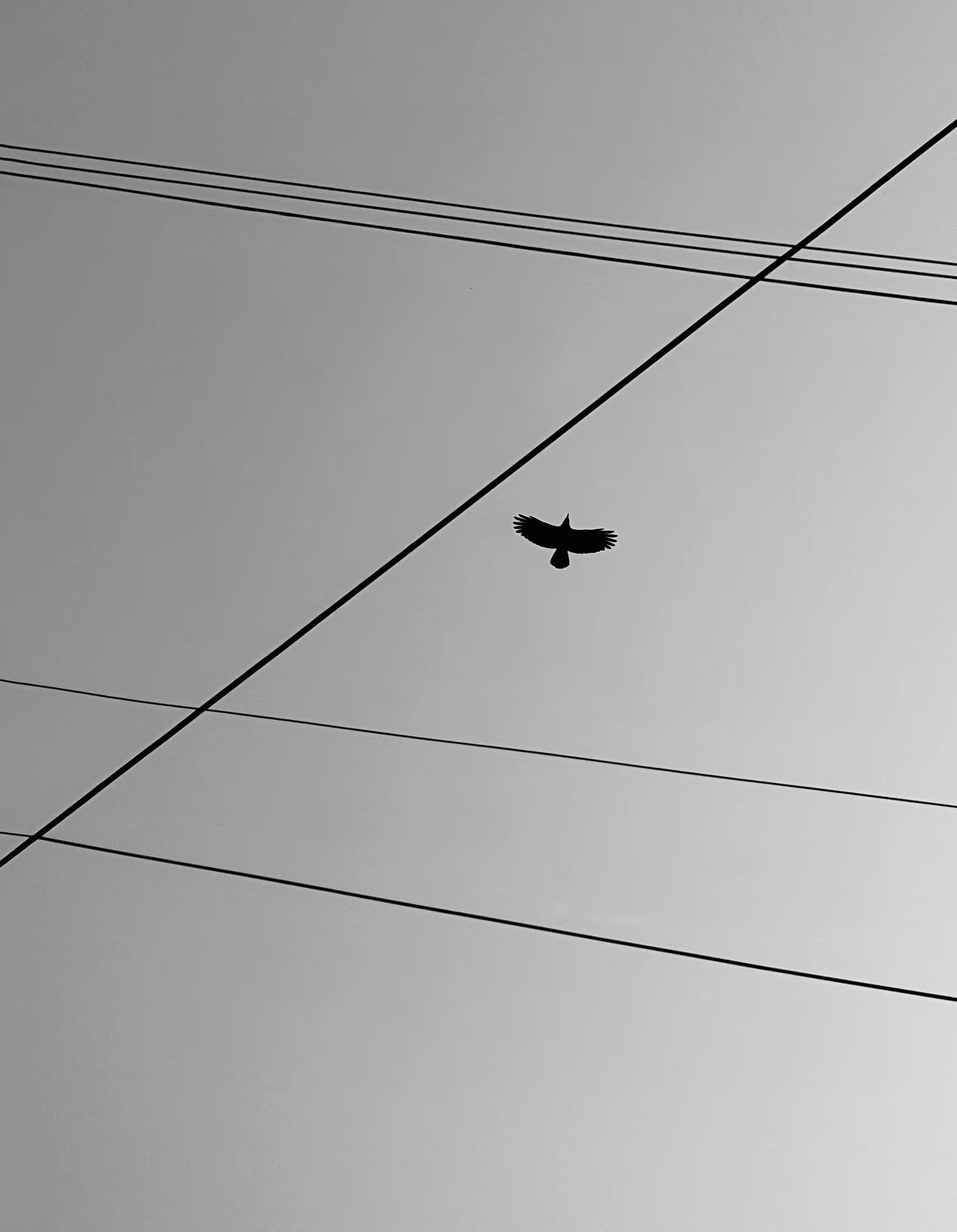 Flying bird above the cable wires.