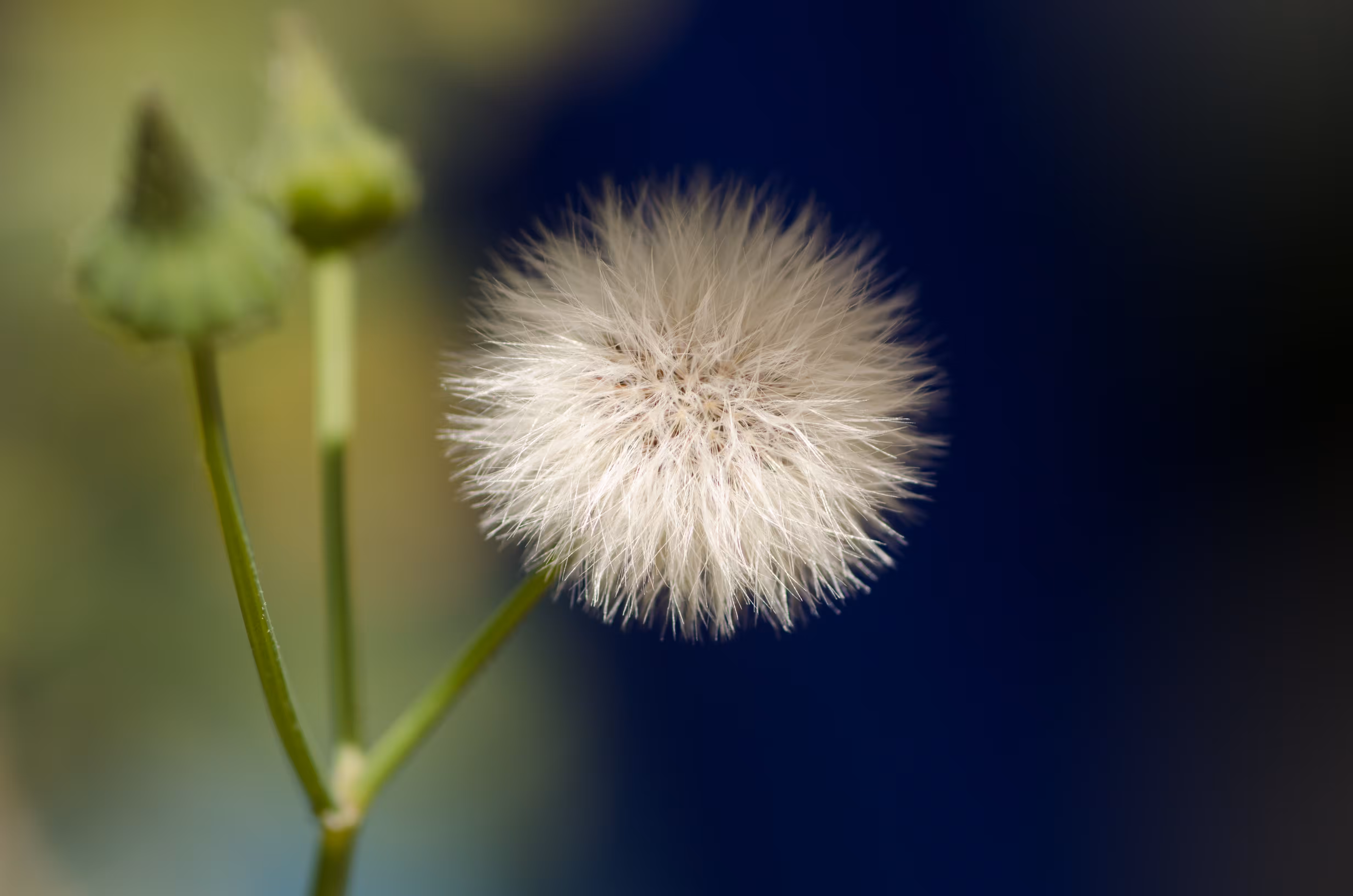 Dandelion