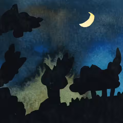 The Night Silhouette