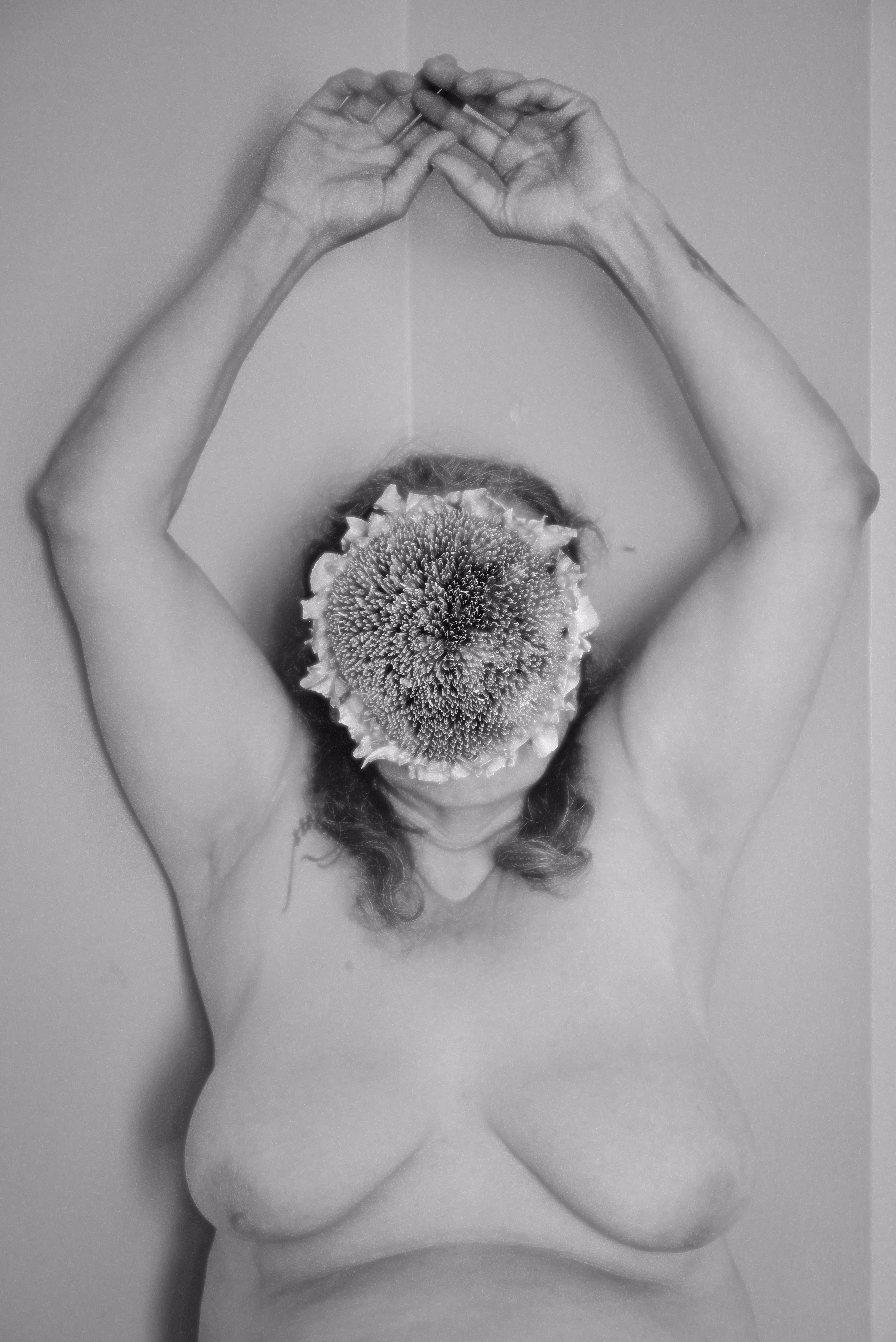 sunflower #03