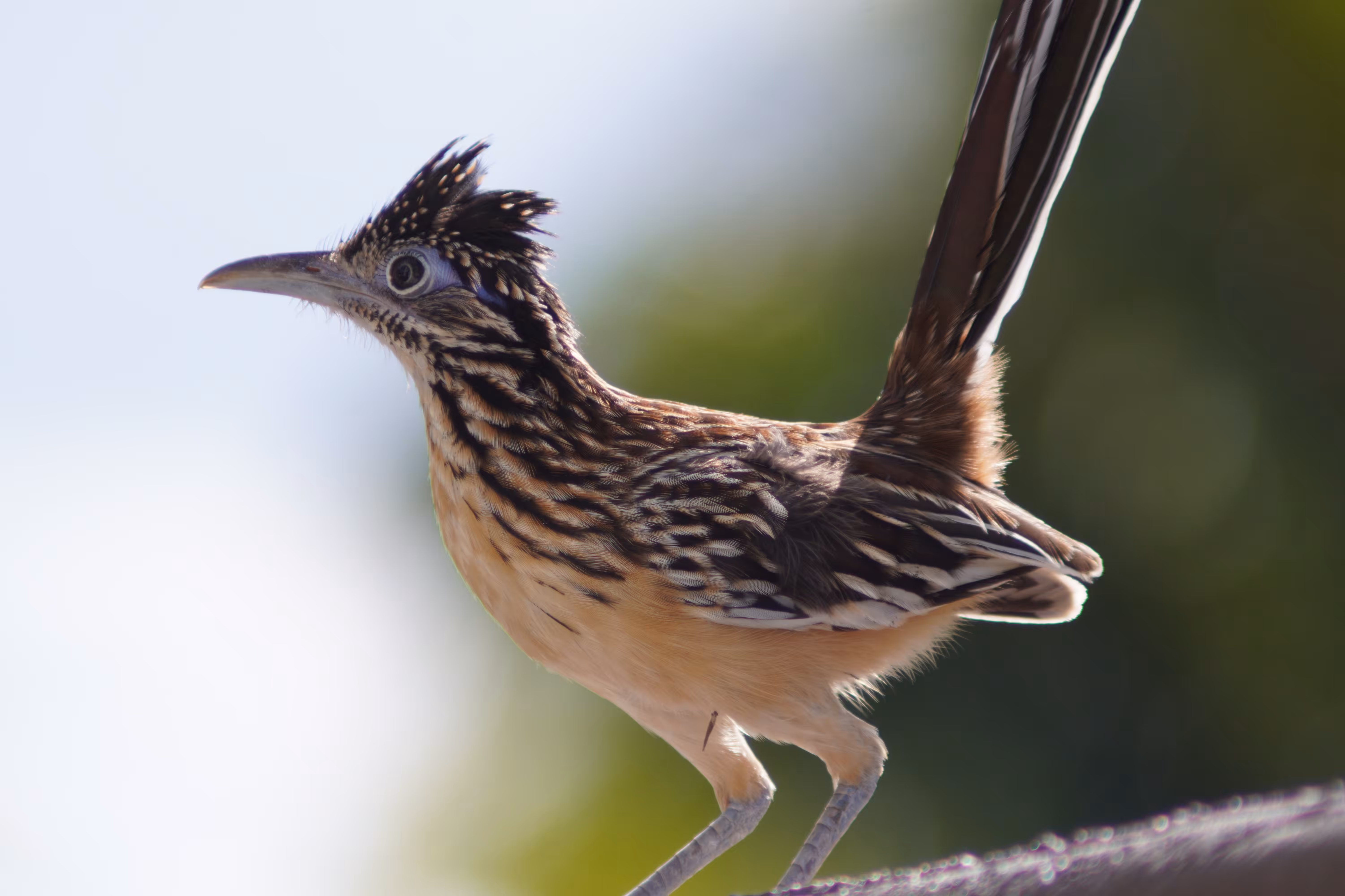 Roadrunner