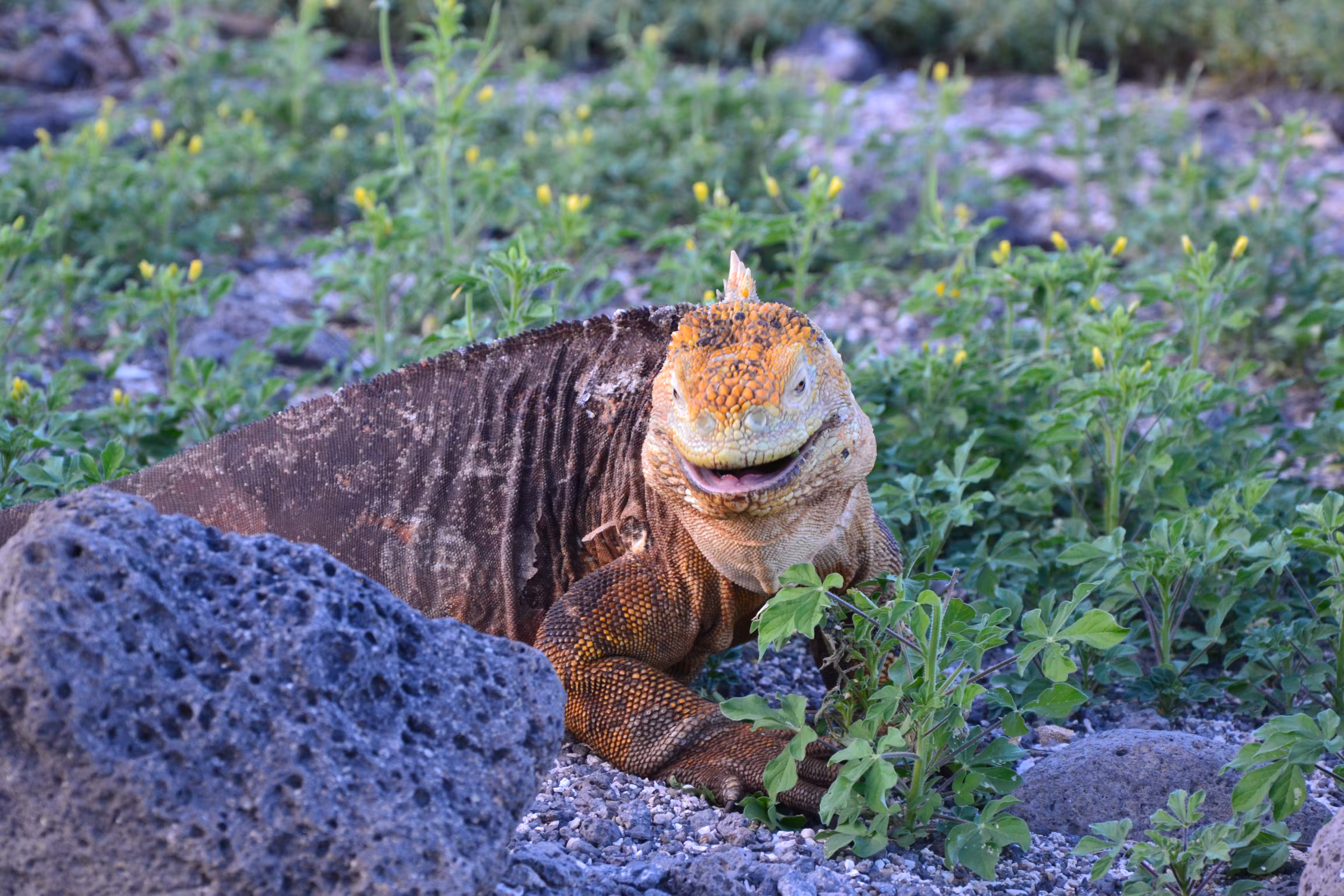 Galapagos land iguana