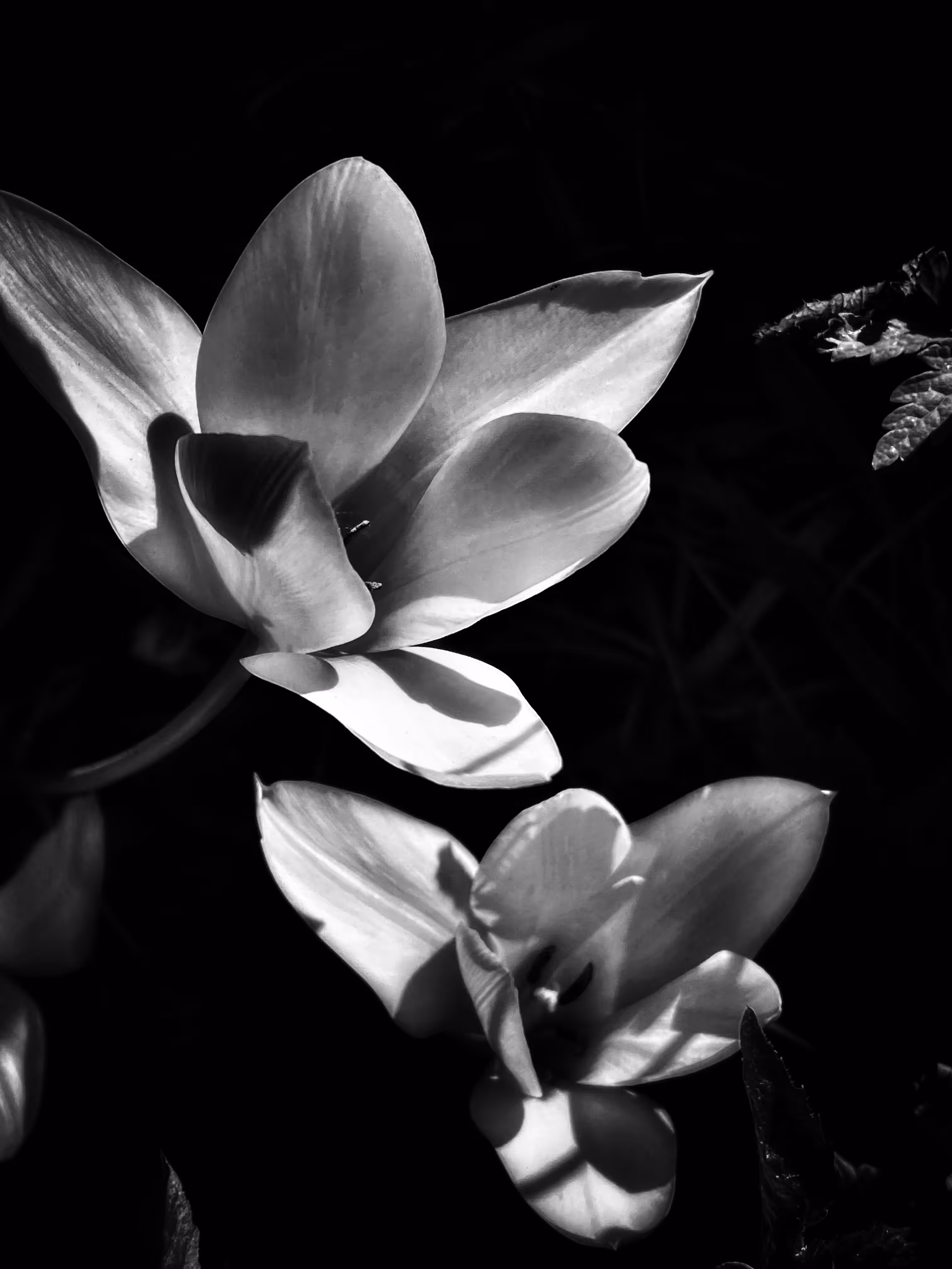 Enlightened Shadows