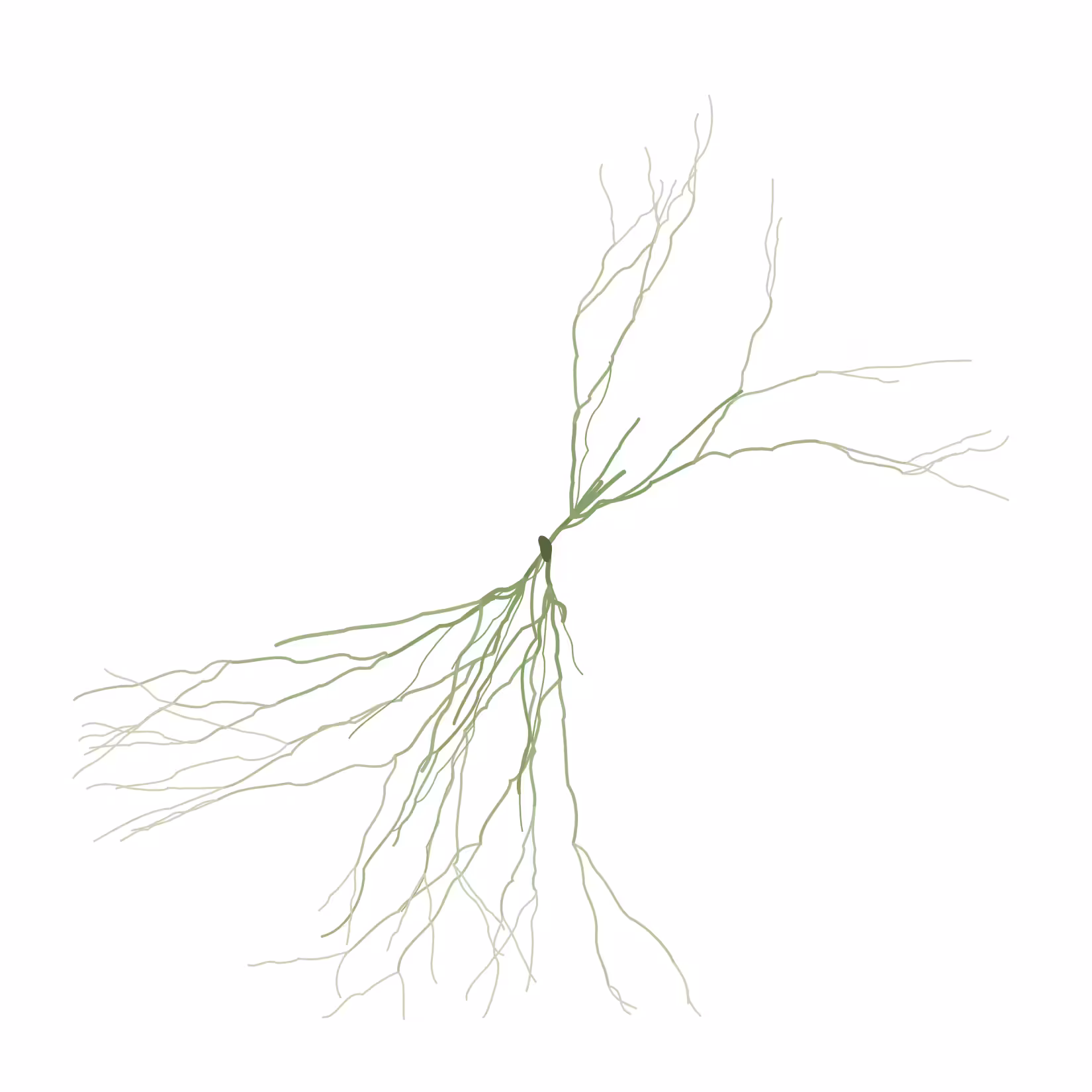 Ghost Forest Seedlings: Ghost Forest Seedling #81