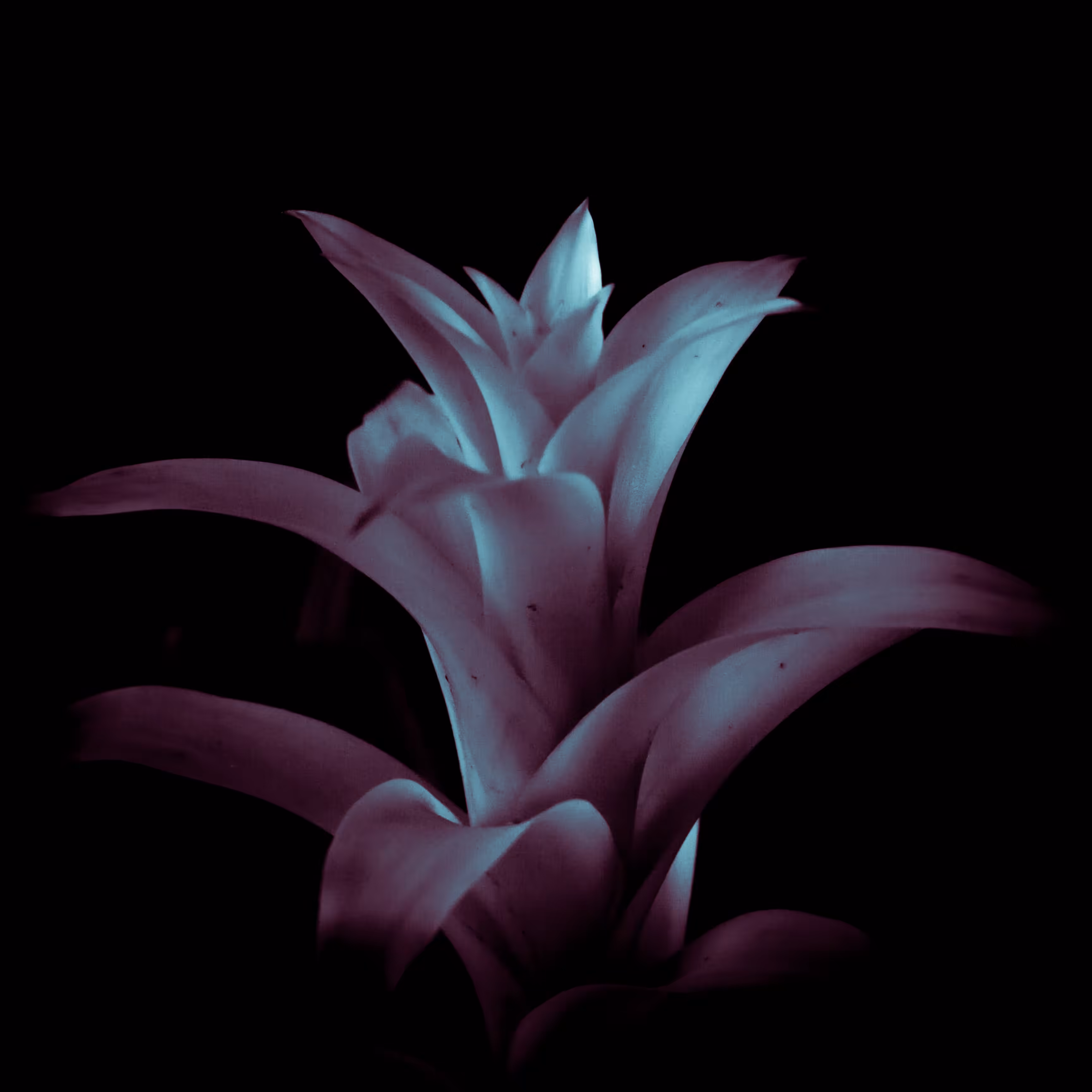 pisces
