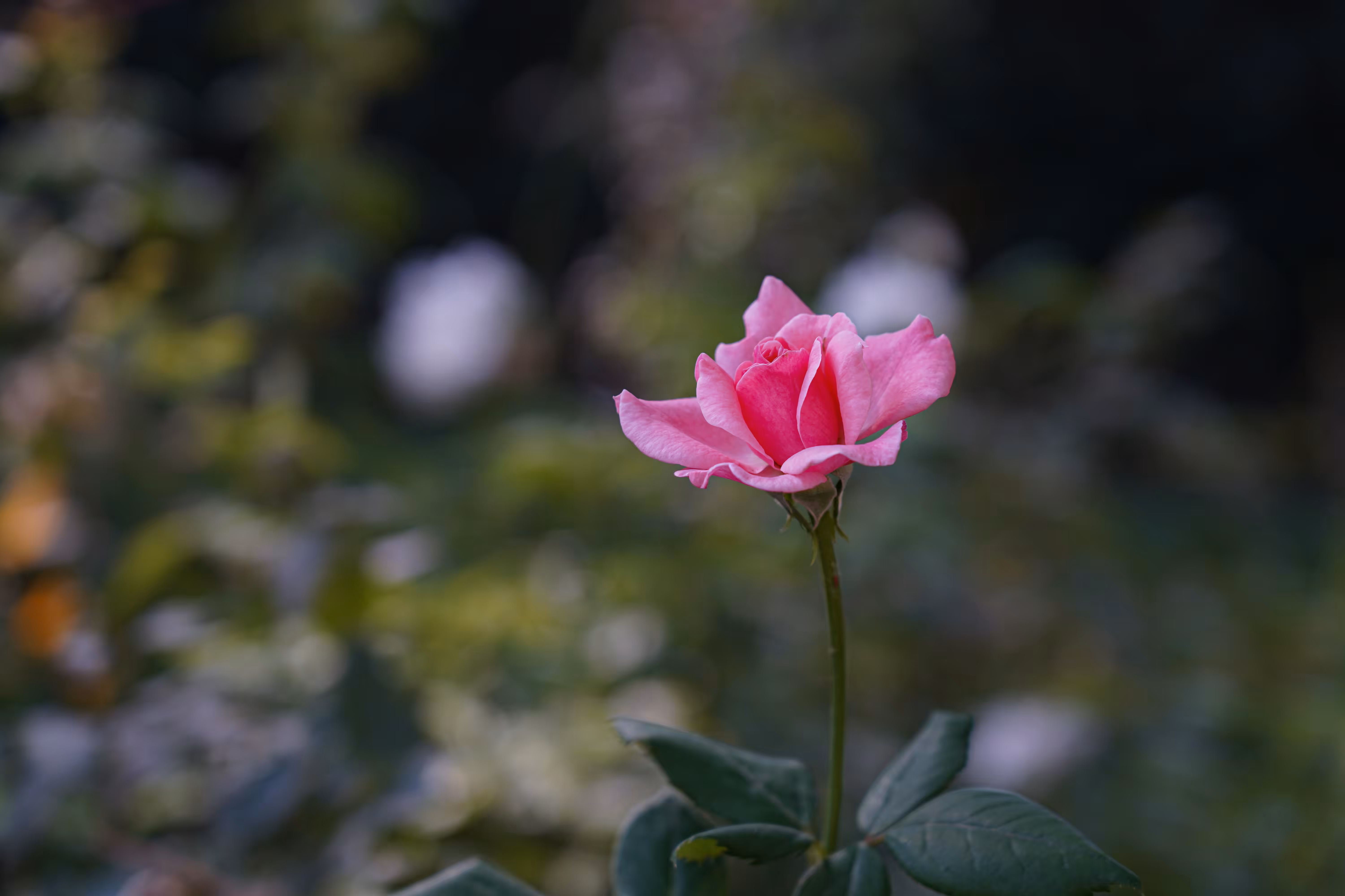 flowers: thepeakofbeauty