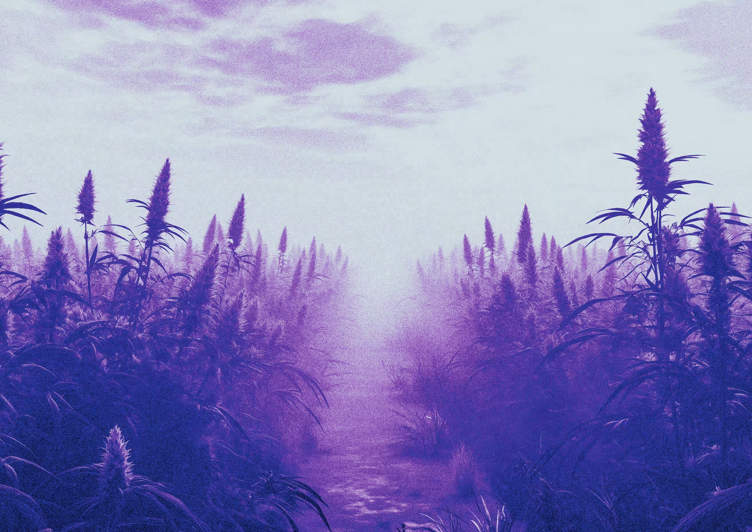 Lavender Jones