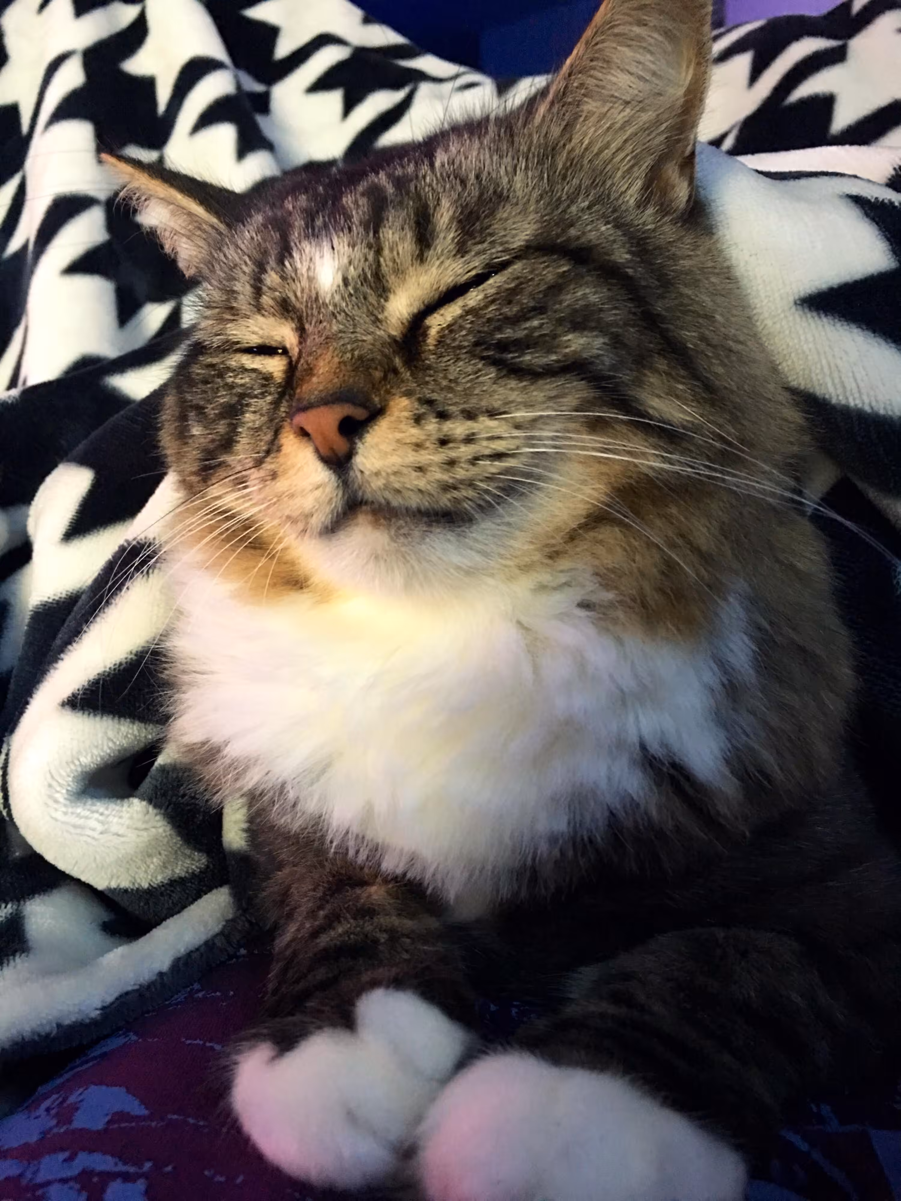 Shorty #39
