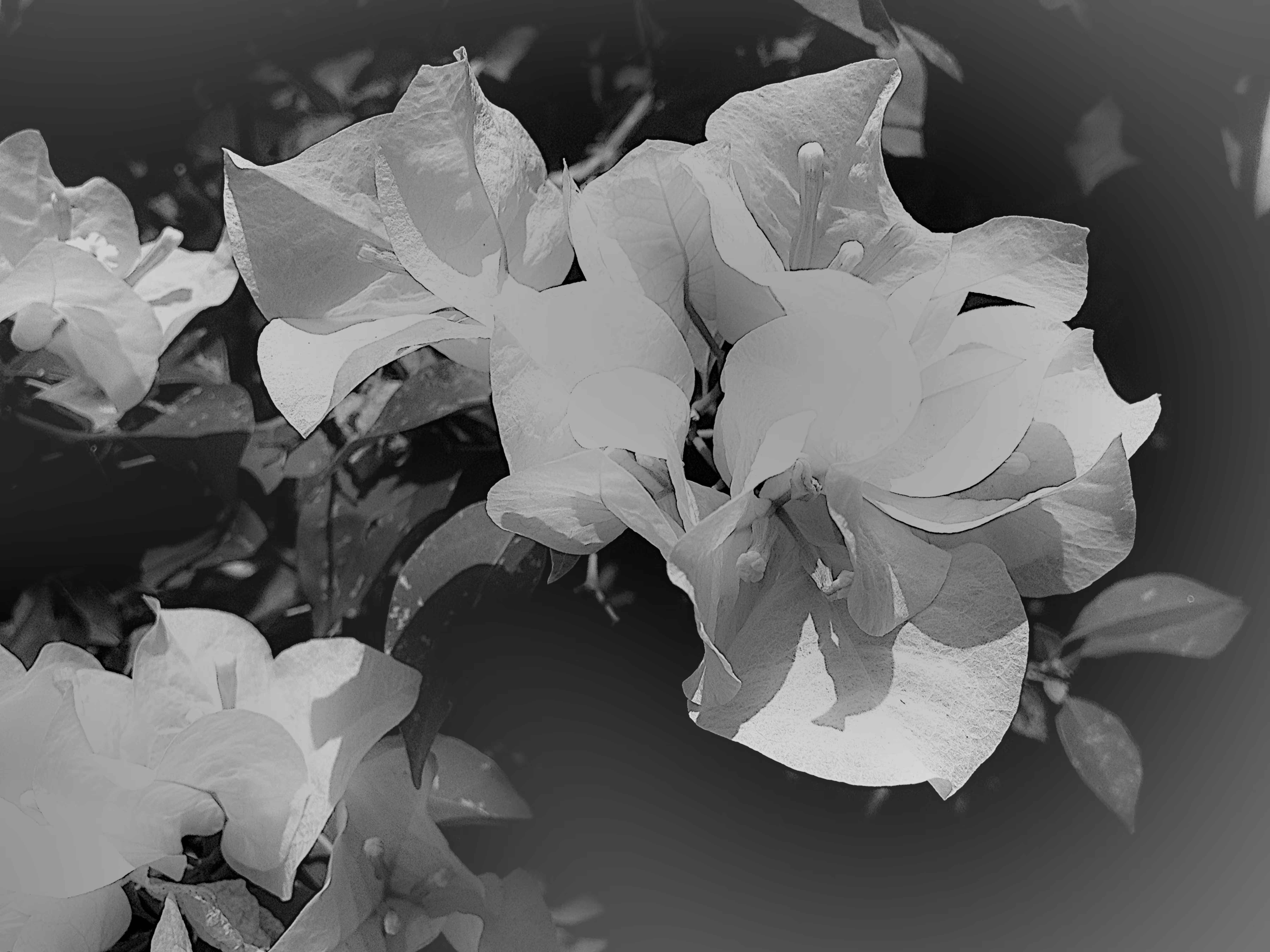 Bougainvillea Dream
