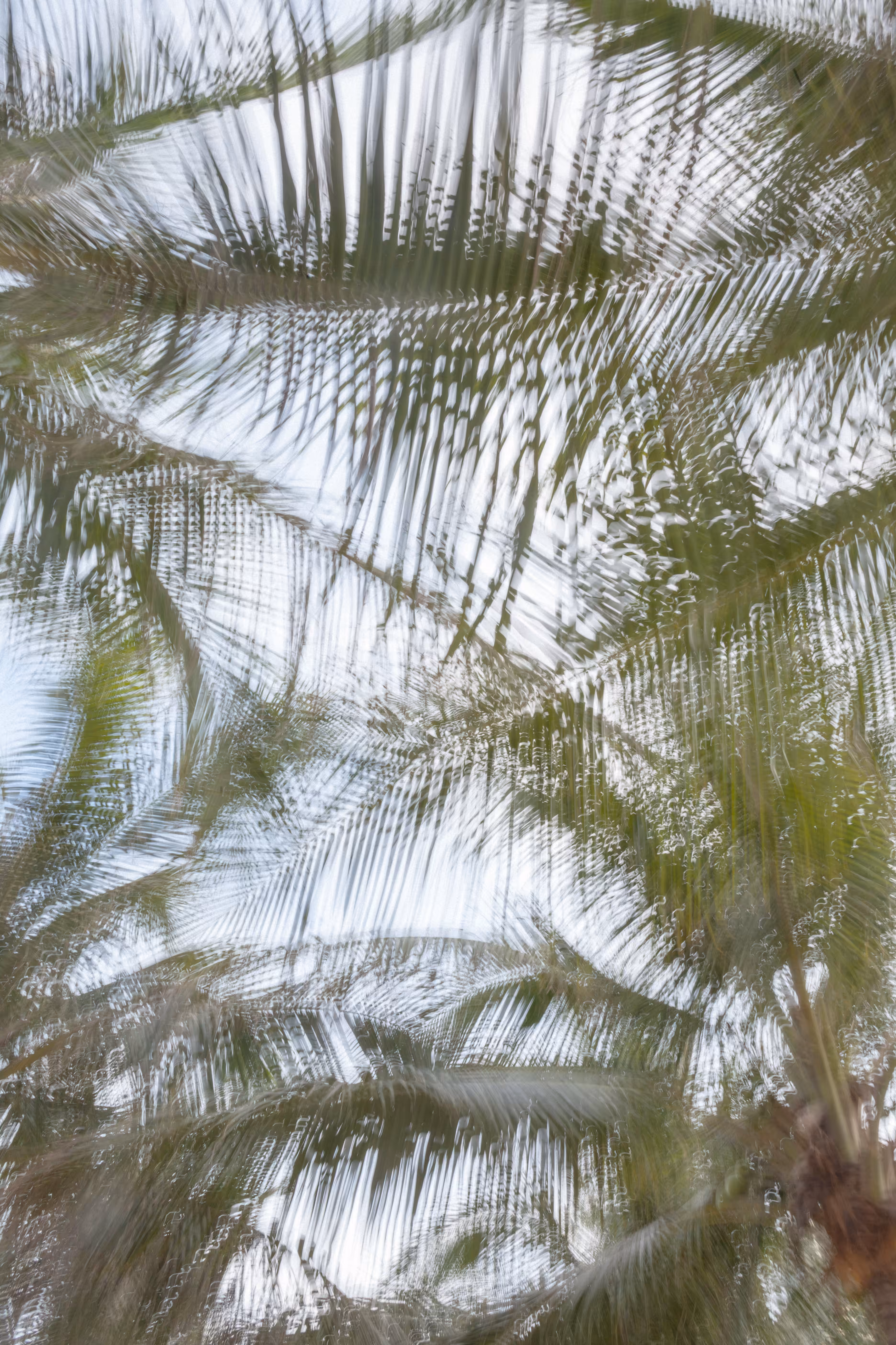 Palm Swirl