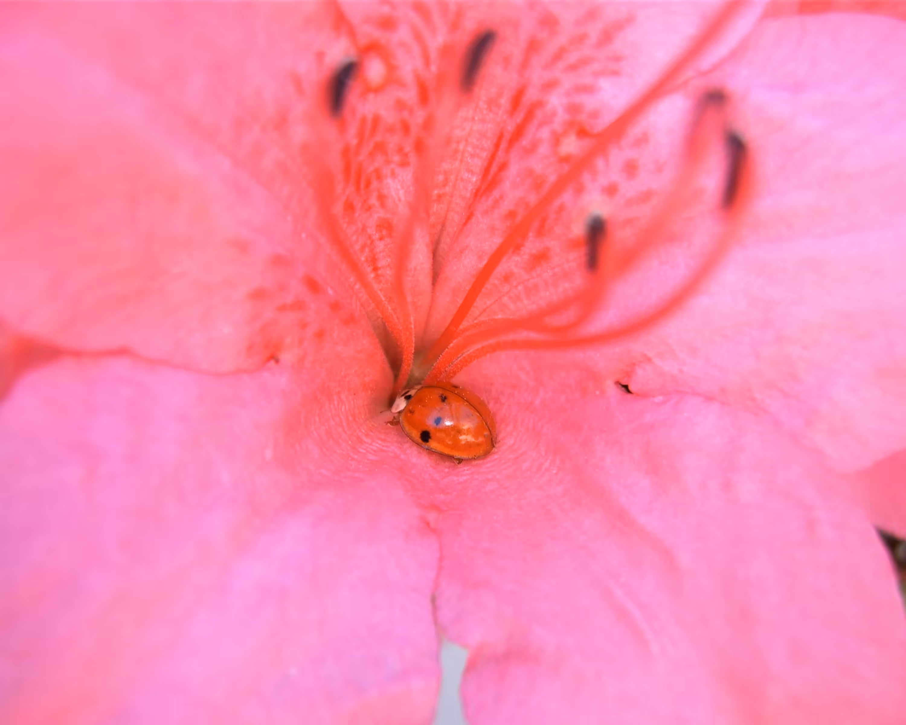 Ladybug's Retreat