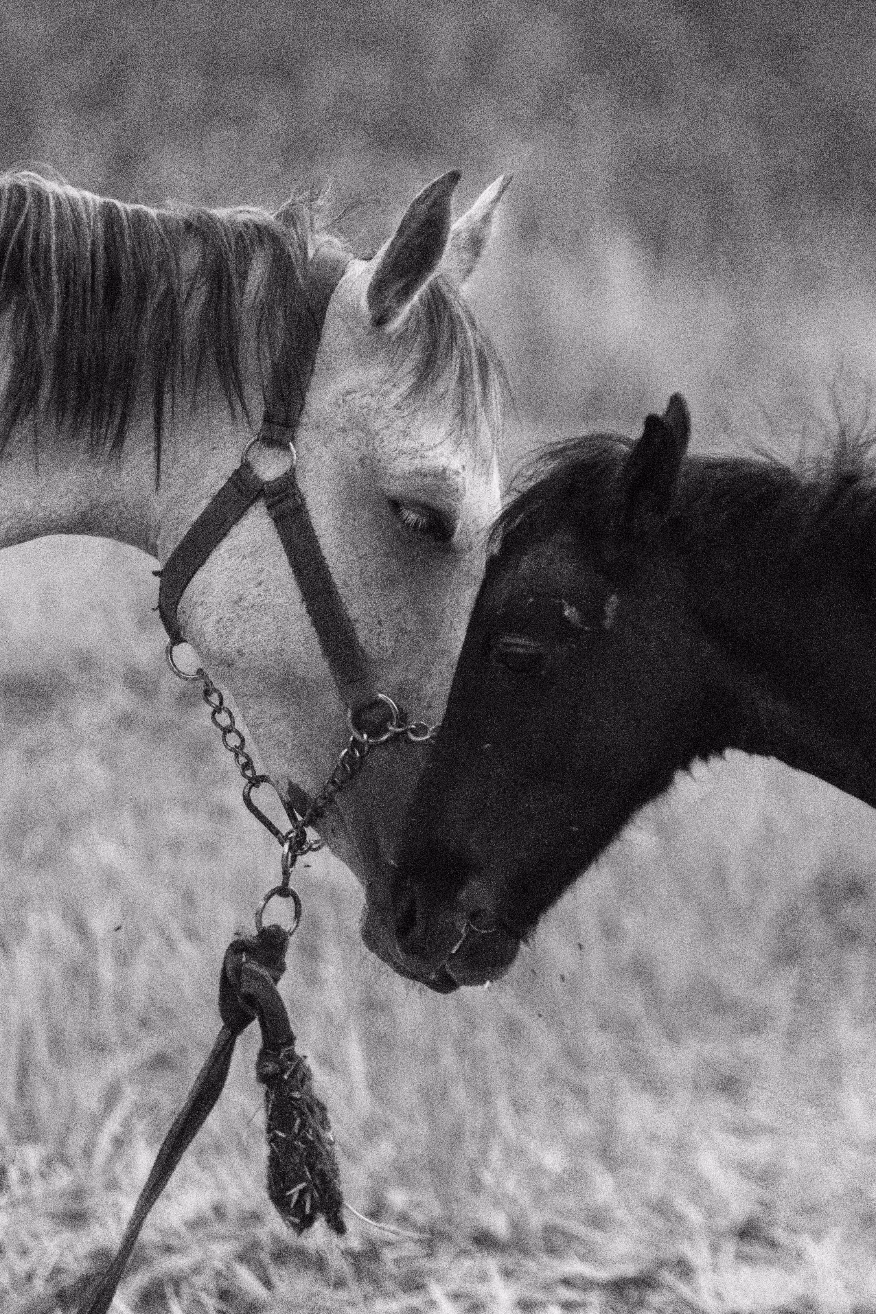 The Happy Valley: Safe Haven