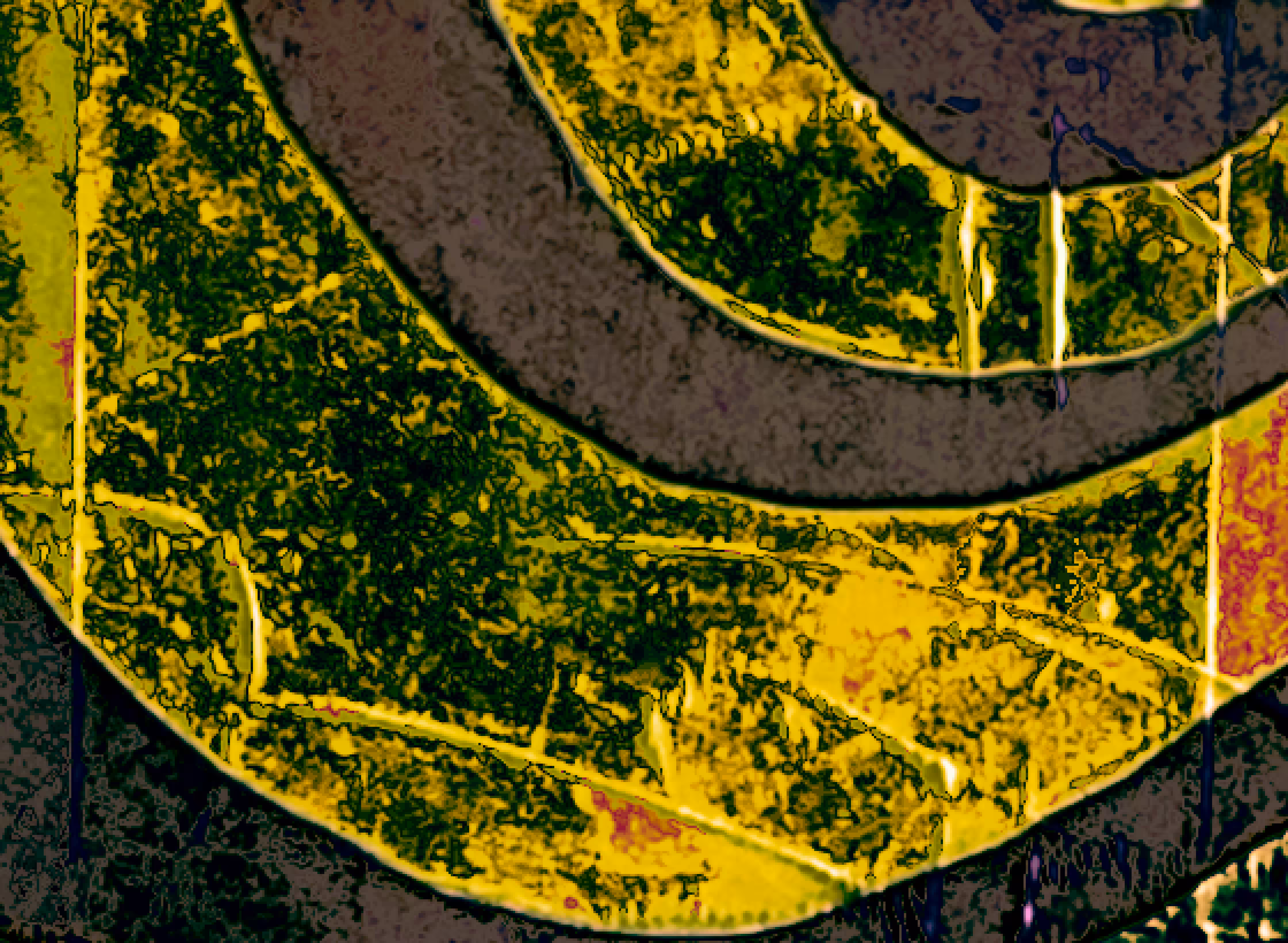 whirled territory #4