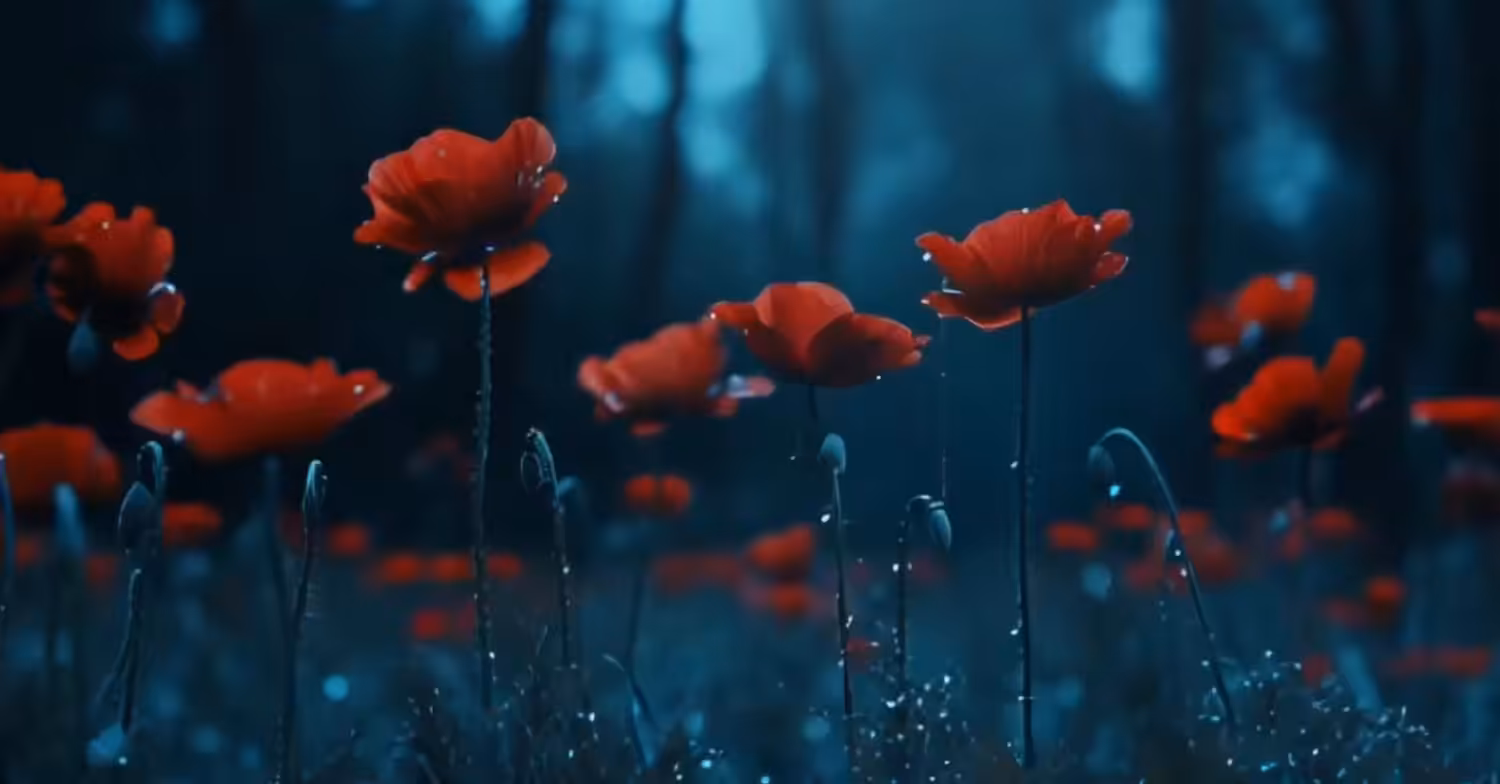 Poppy