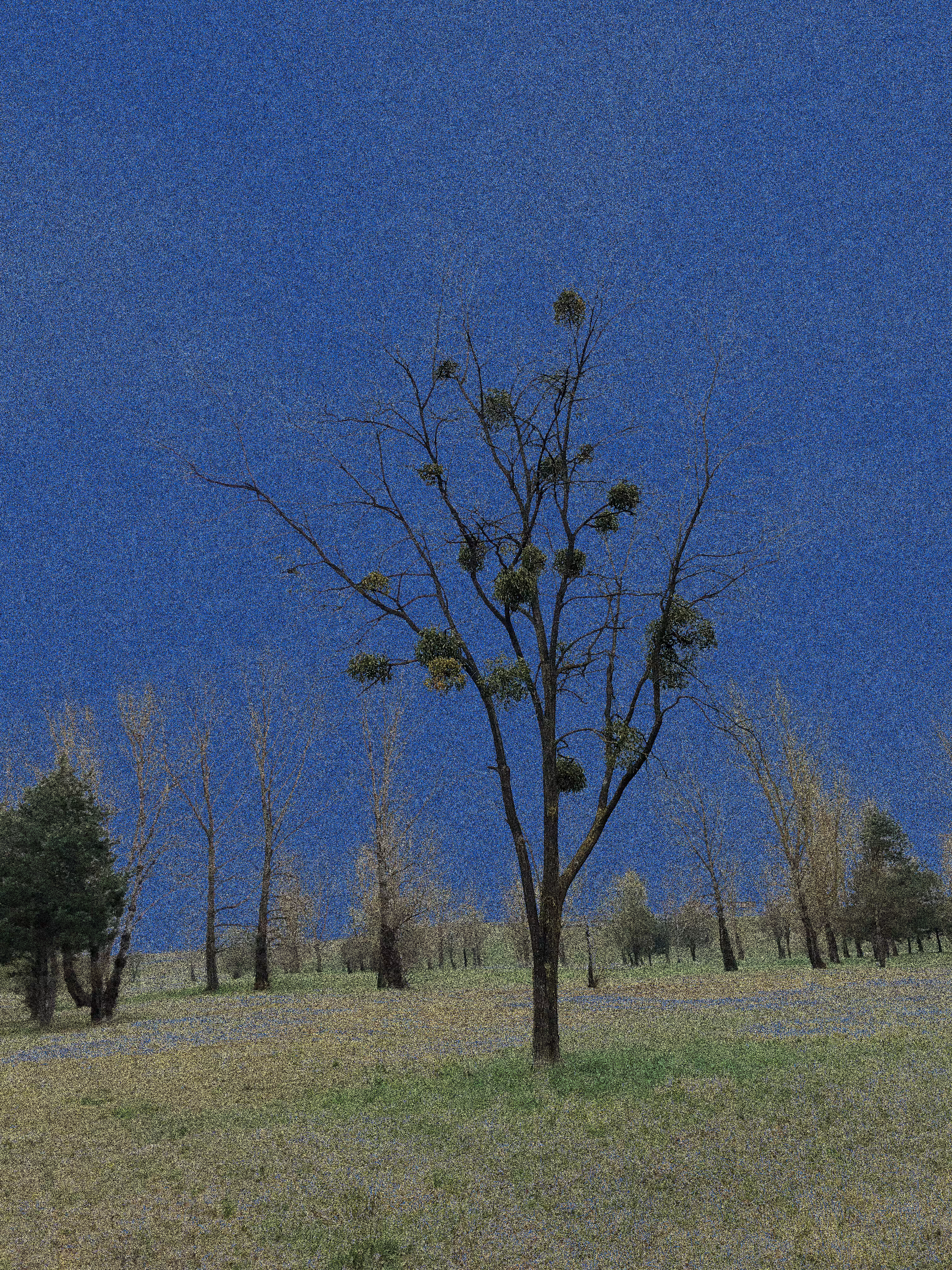 Bluewood tree