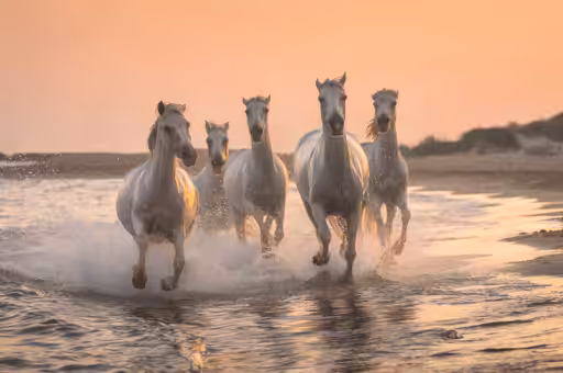 White Angels of Camargue #32