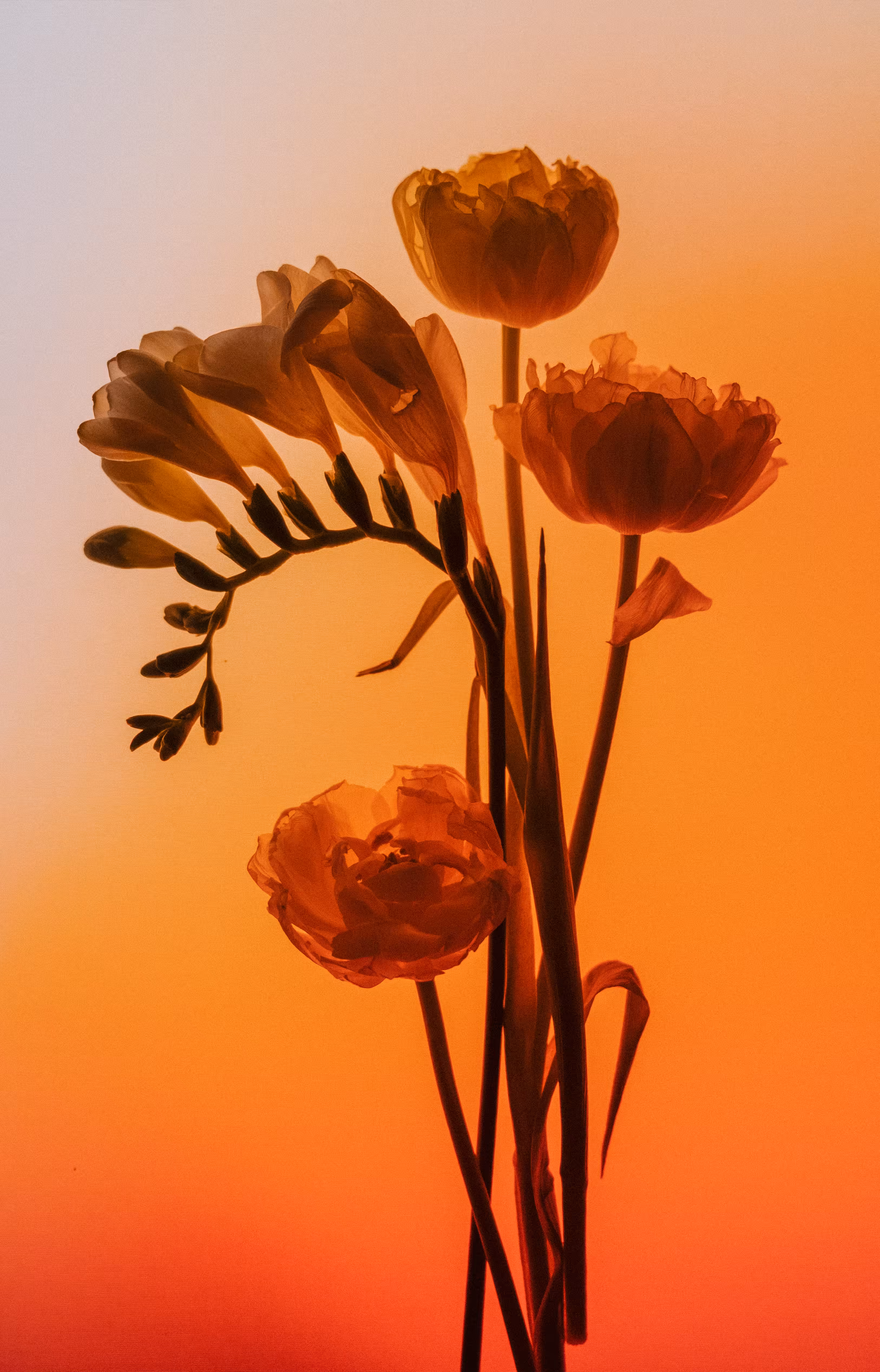 AURA