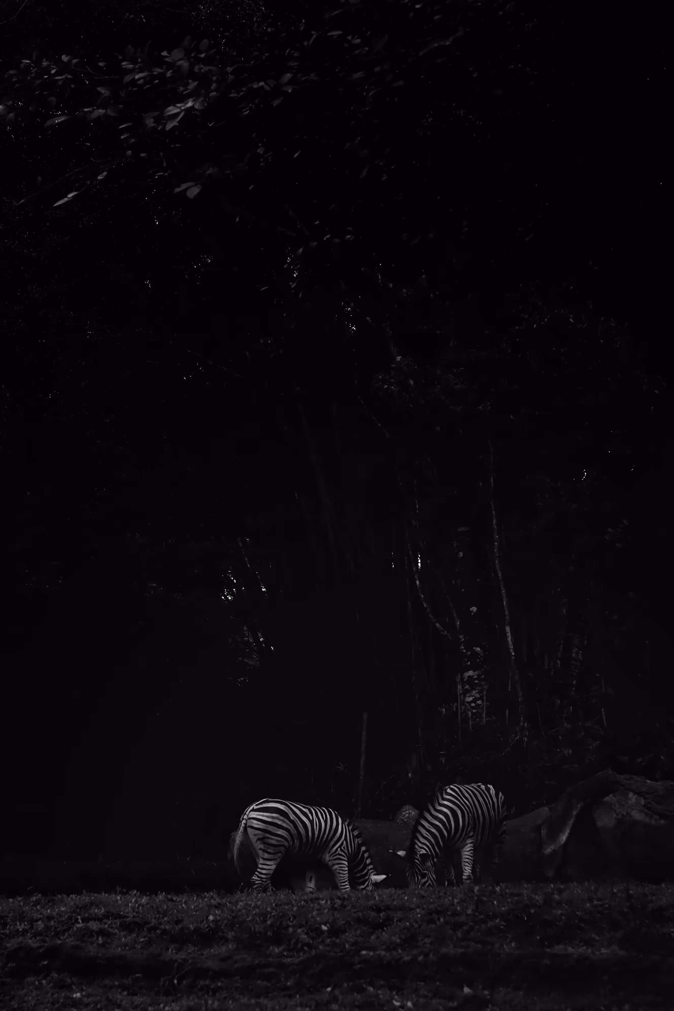 A Walking Stripe