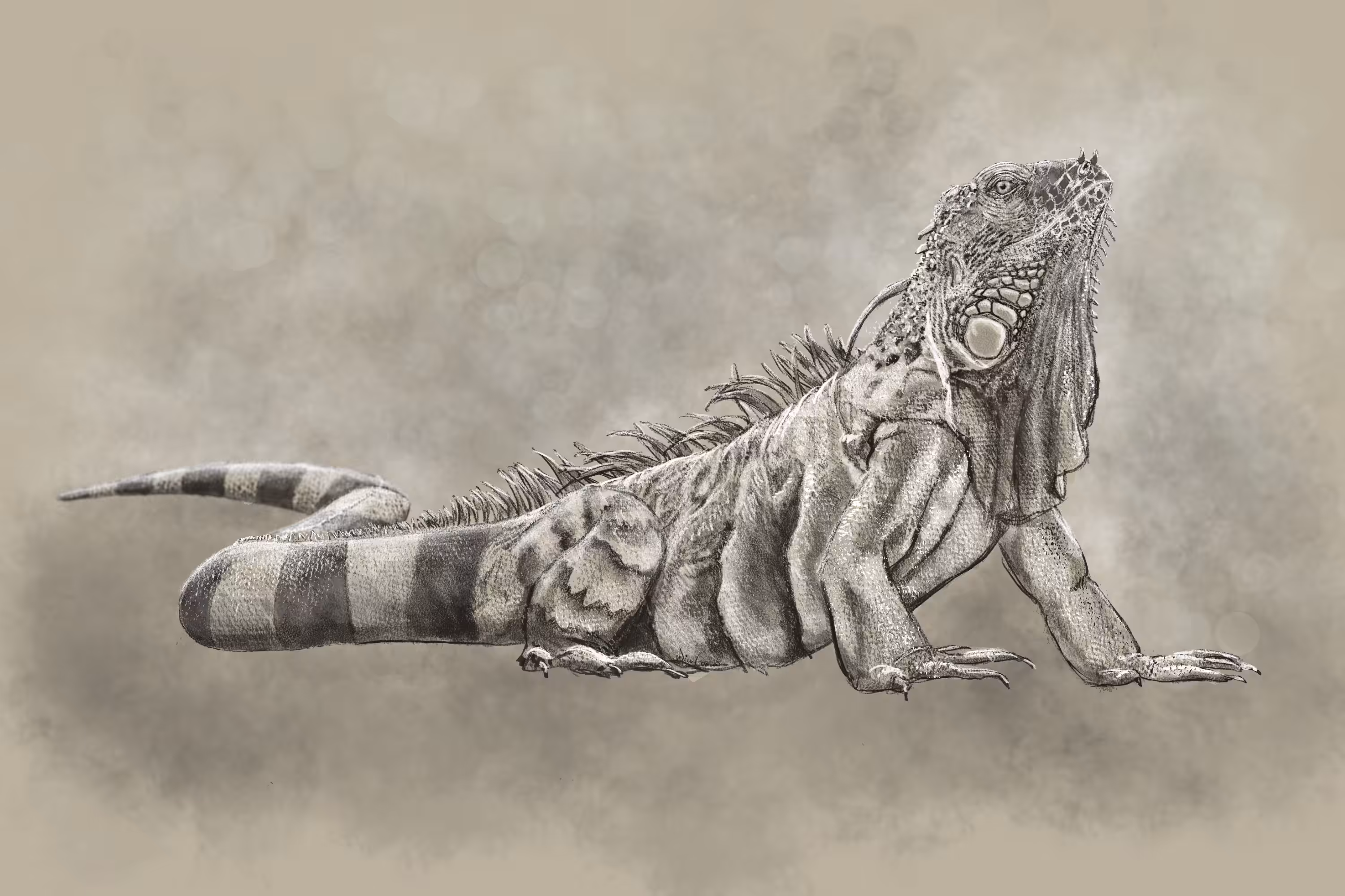 Iguana Be Loved
