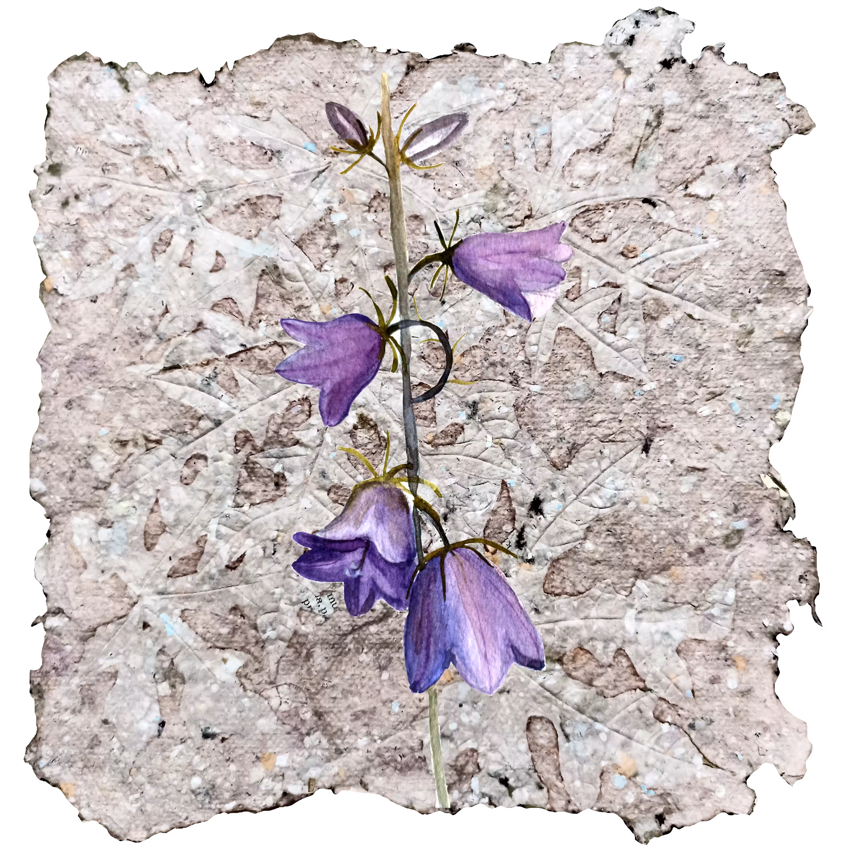 Harebell