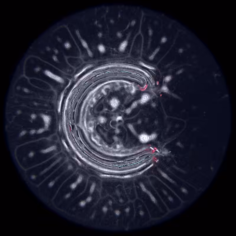 Ethereal Microcosm #70