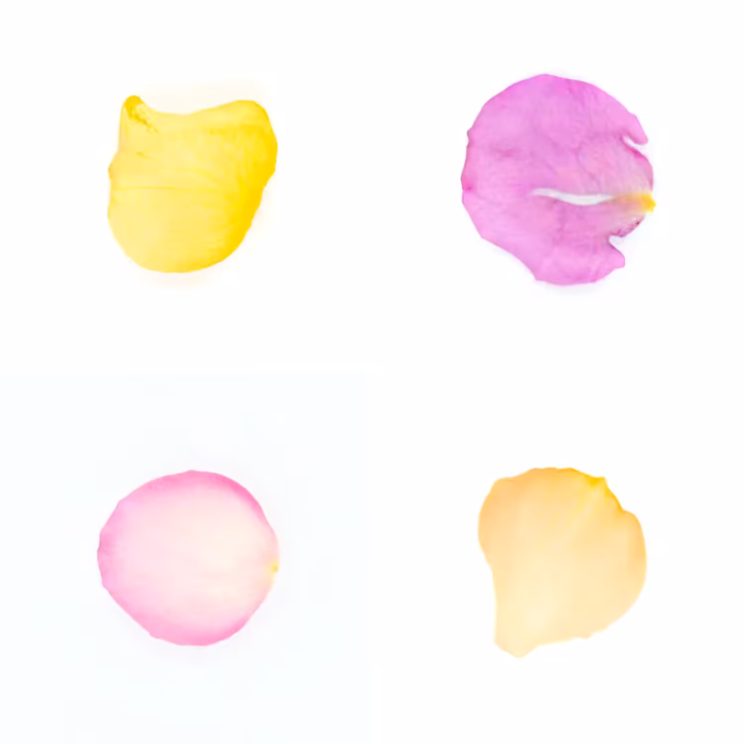 Infinite Petals 2x2#20323