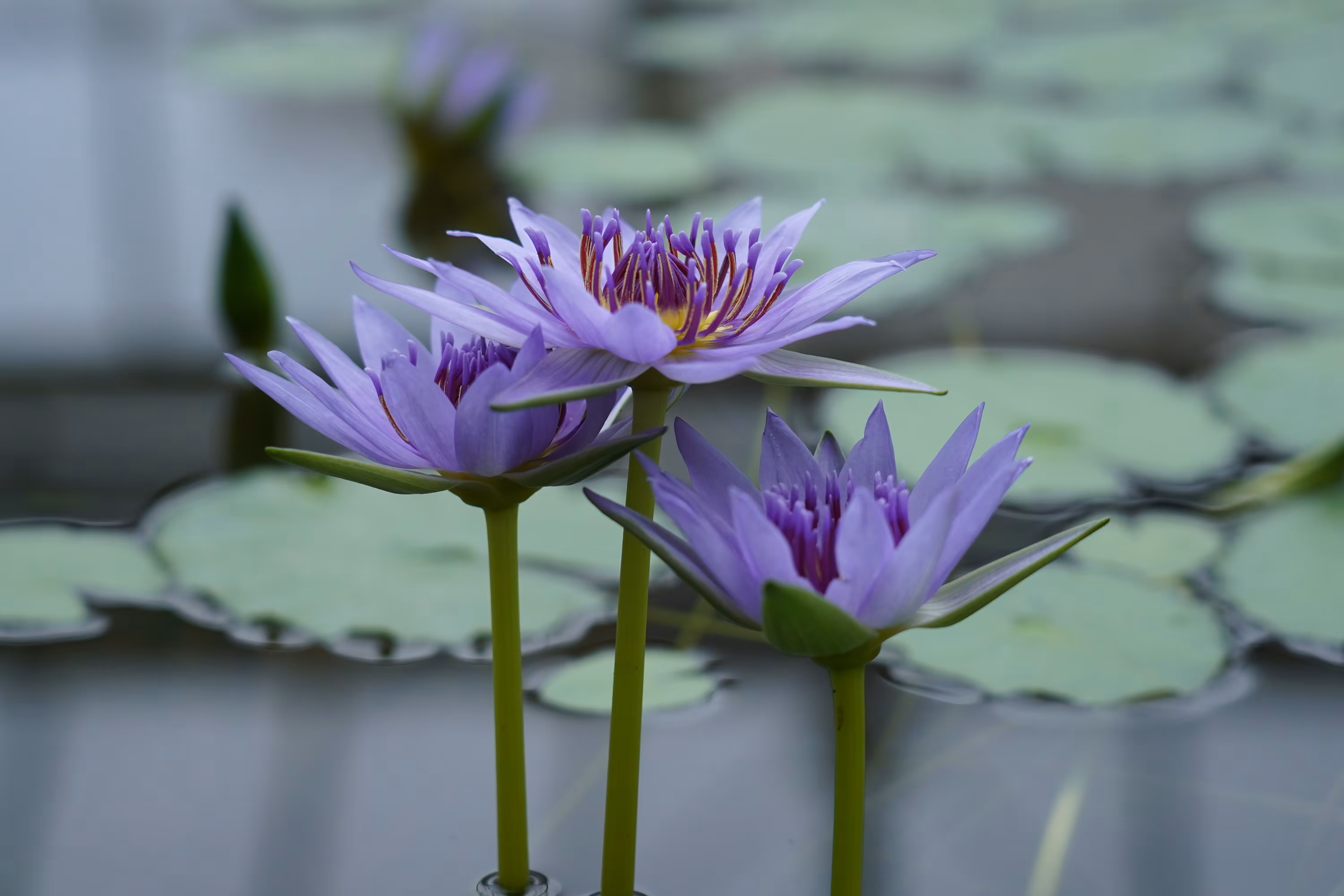 Nymphaea colorata