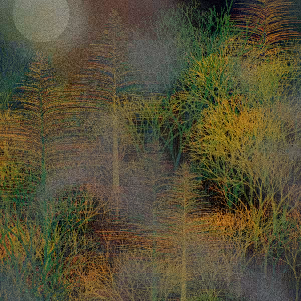 Moonlit Native Bush #128