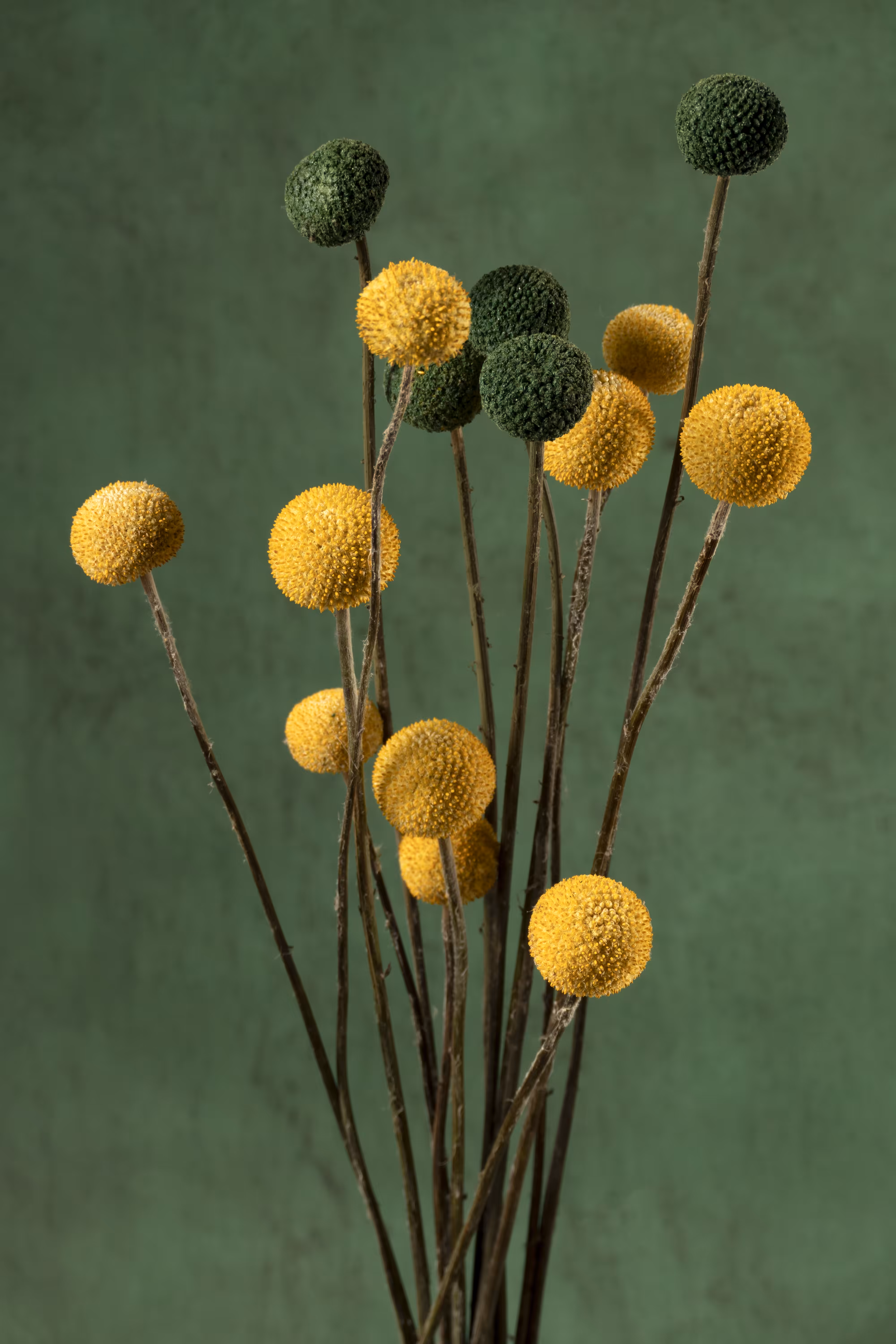 Still Life.13