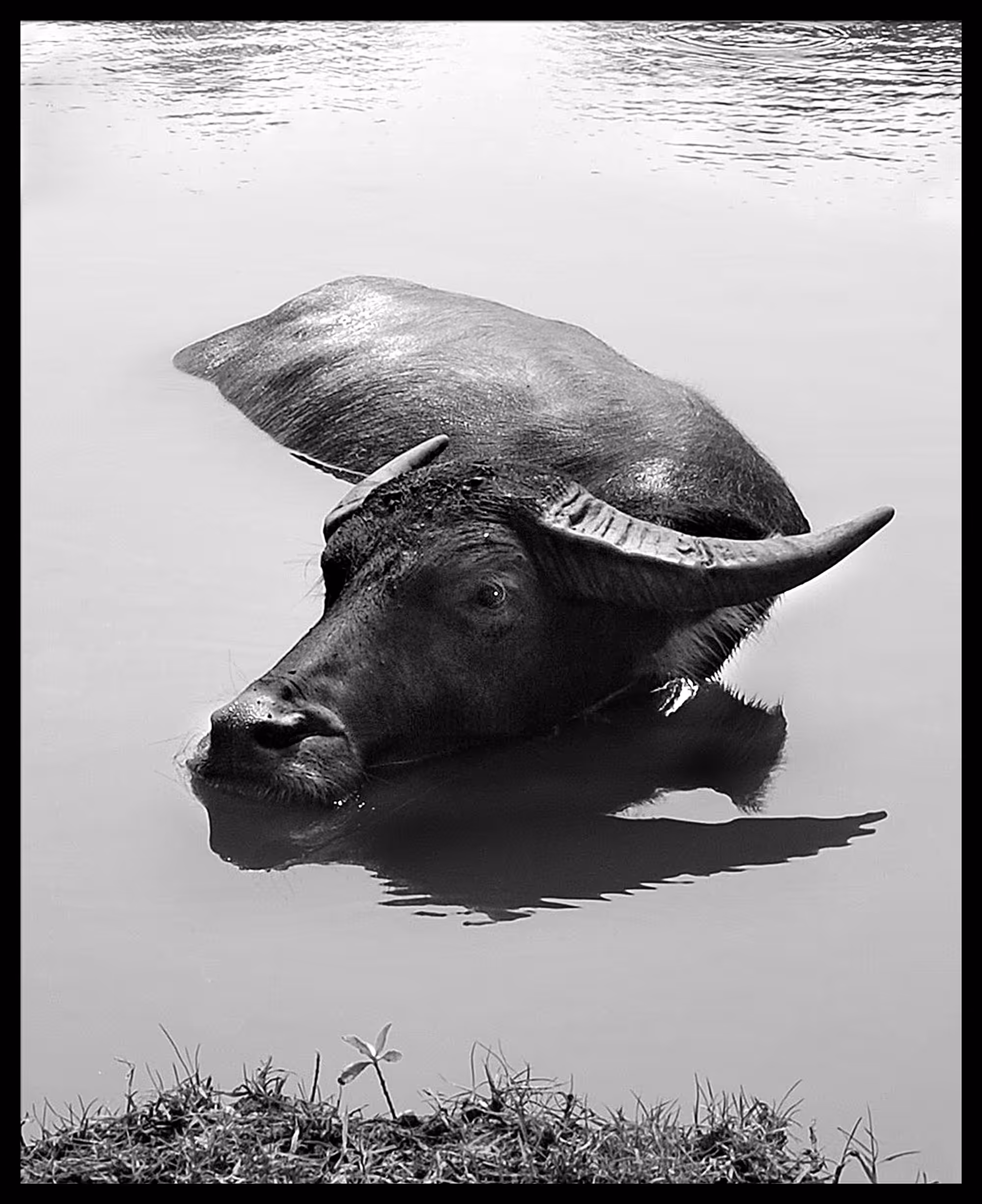 Water Buffalo