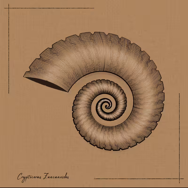 Ammonites #24