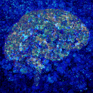 Cerebrum