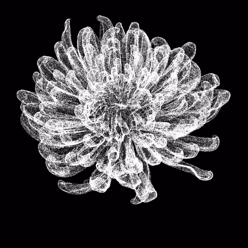 Chrysanthemum Morifolium 30 #138