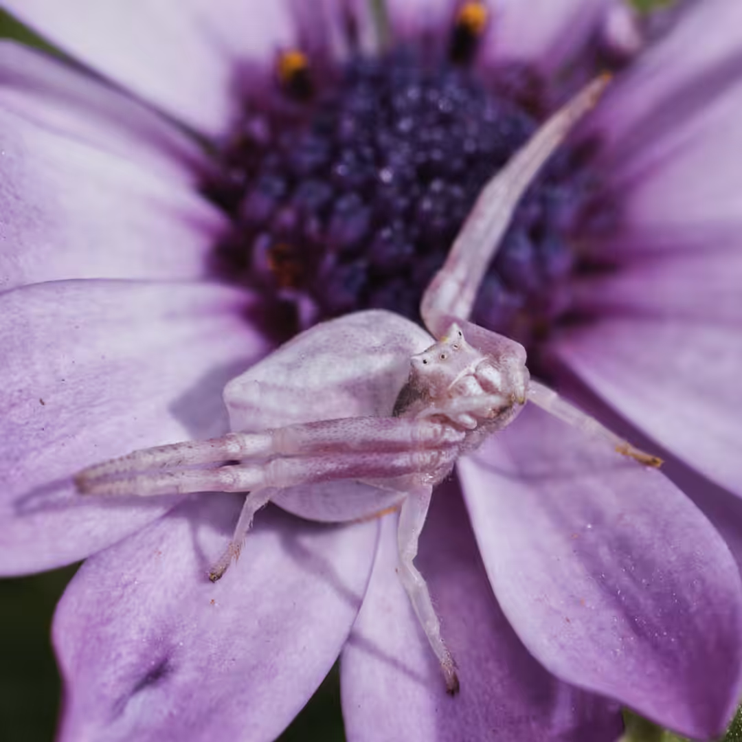 Pink Crab Spider