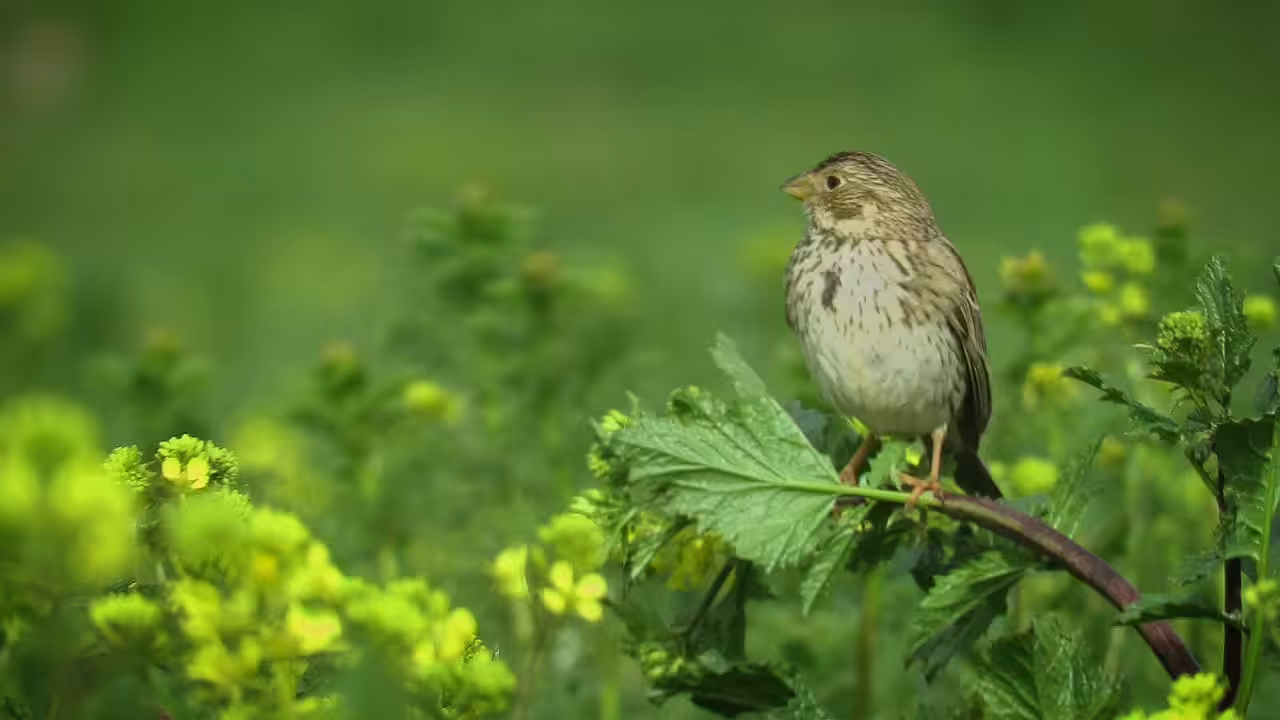 Corn Bunting song