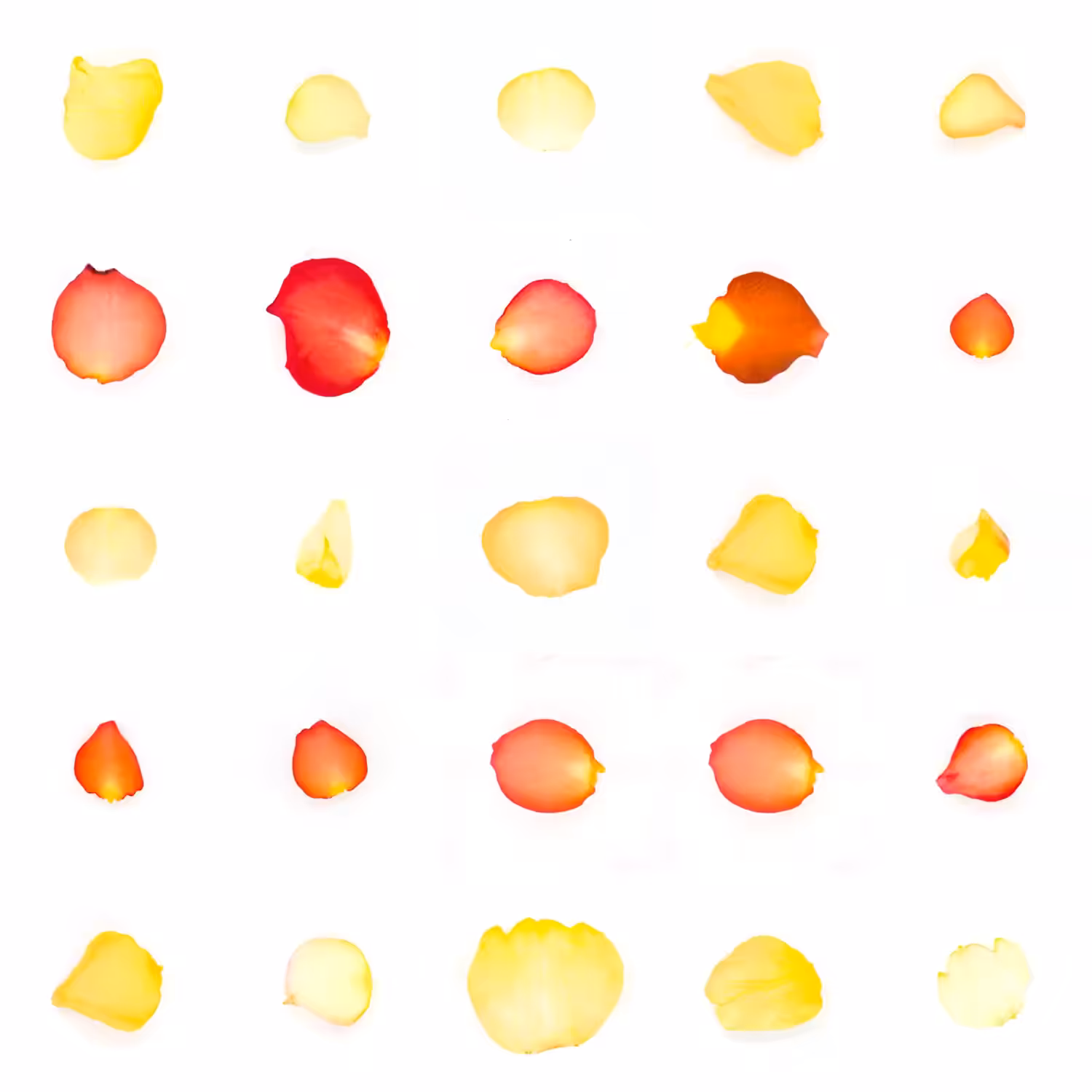 Infinite Petals 5x5#20422