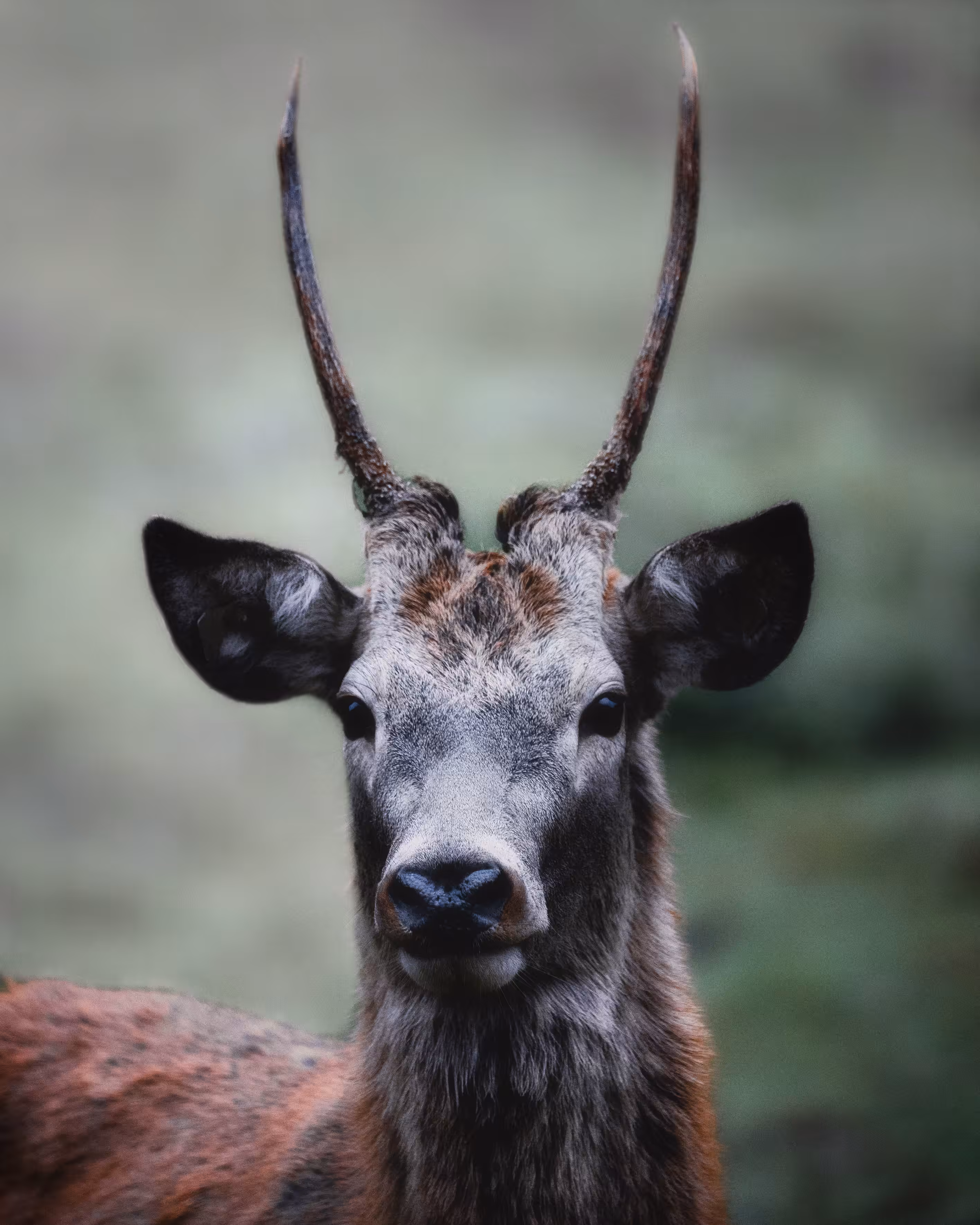 King of The Woods