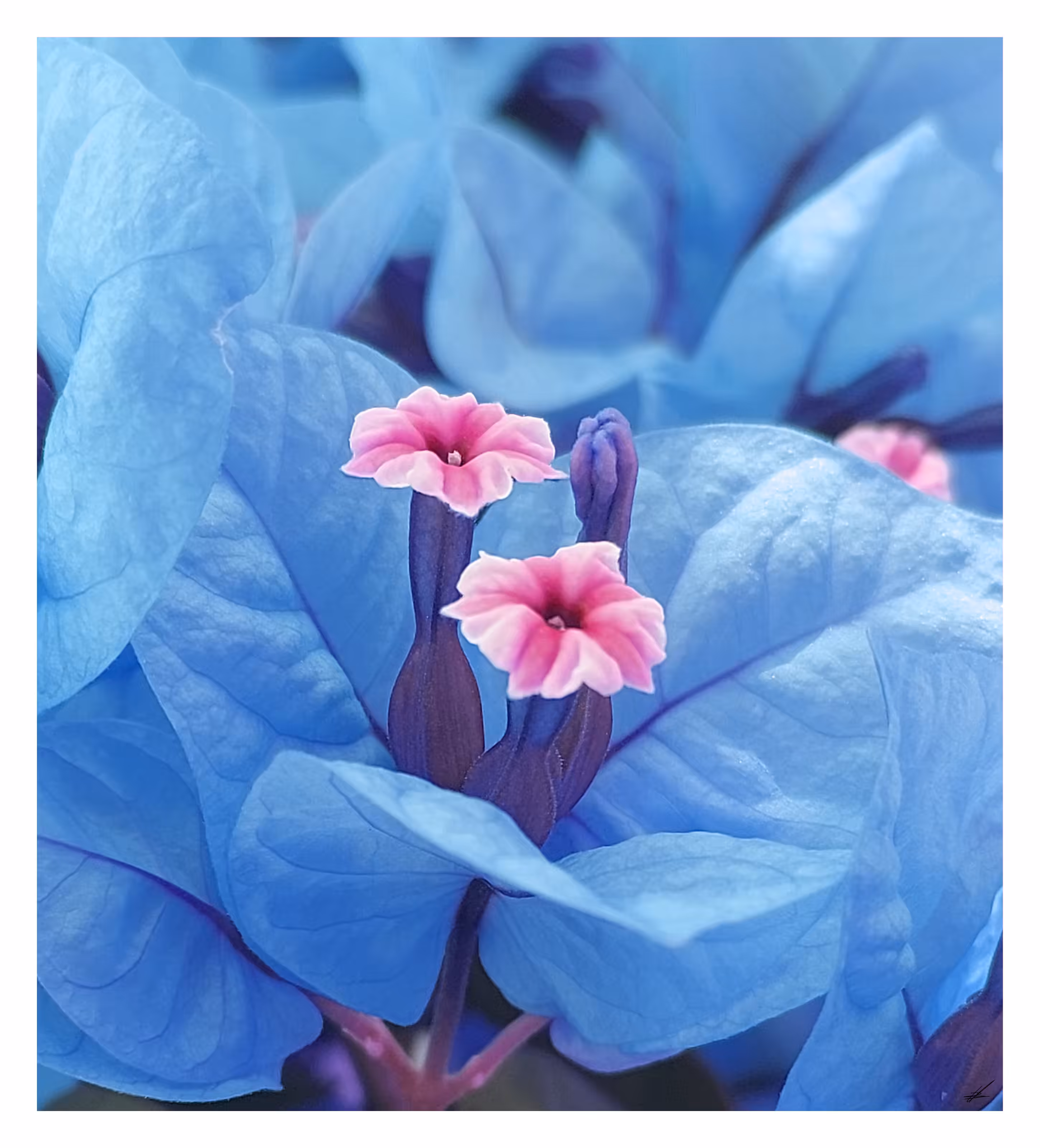 Bougainvillea Spectabilis II