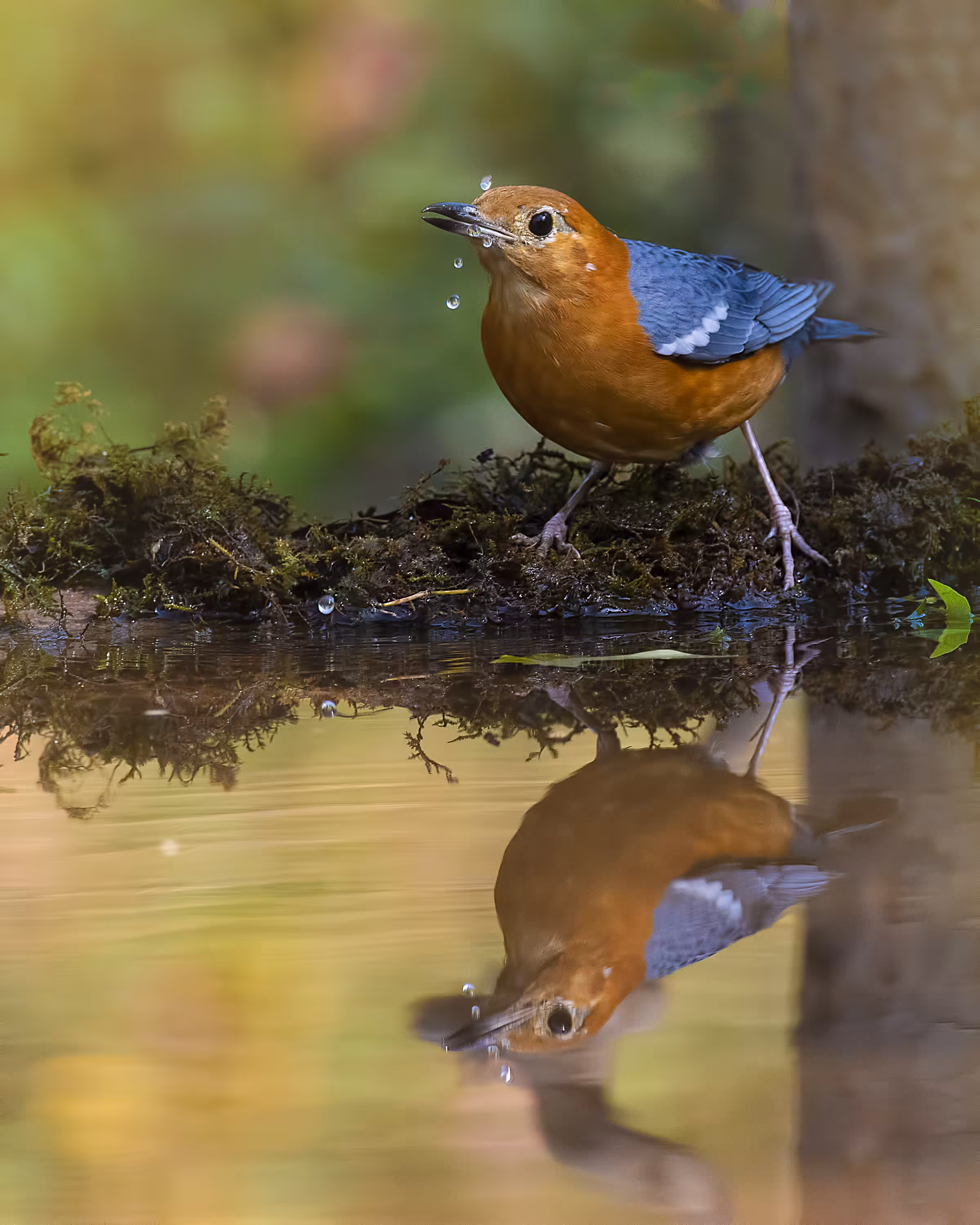 Orange Thrush
