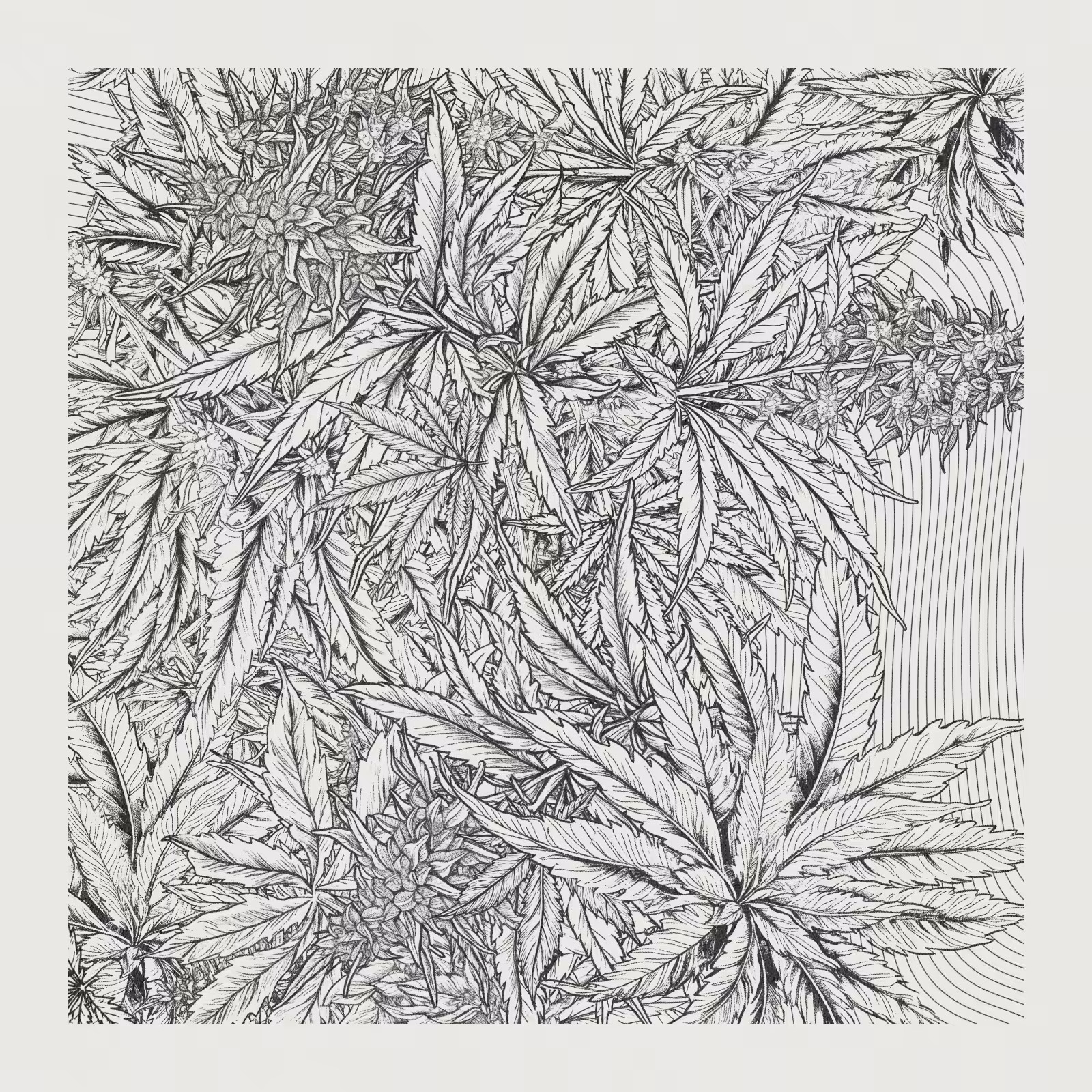 zancannabis #178
