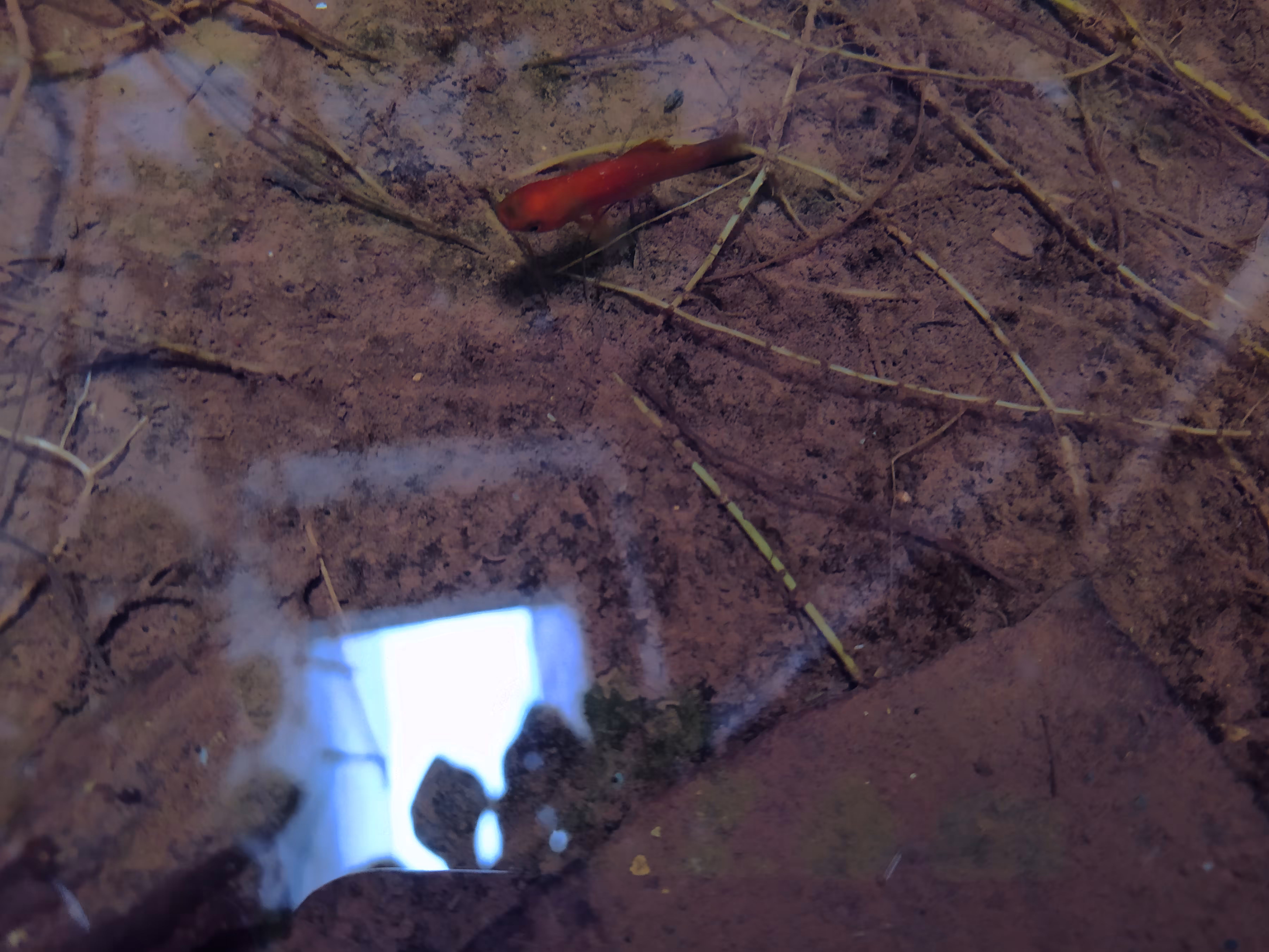 New Ecossistens- 1° 5 Red Fish