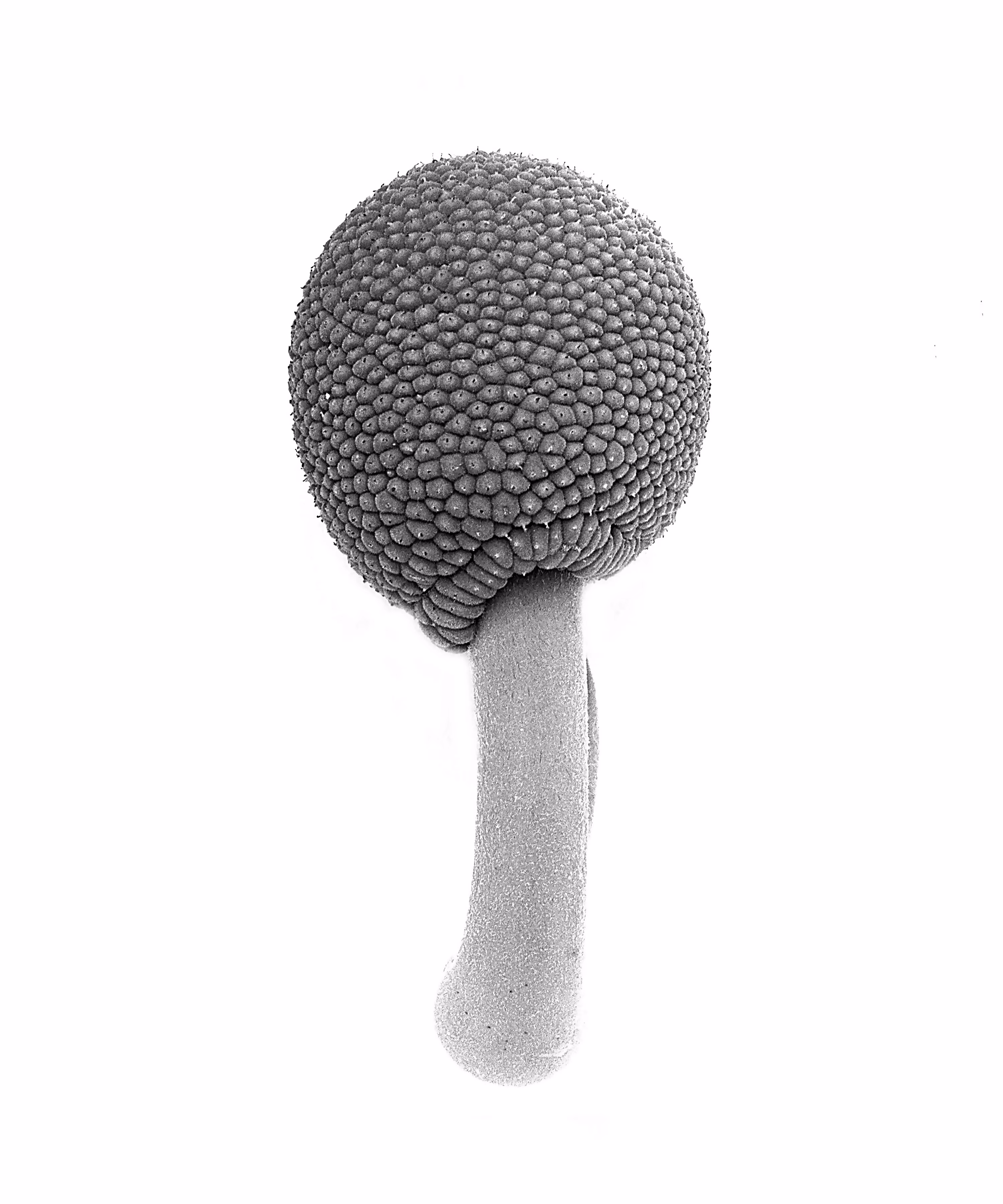 Breadfruit (Artocarpus altilis_