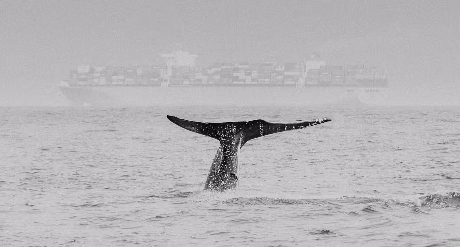 Whale vs. freighter
