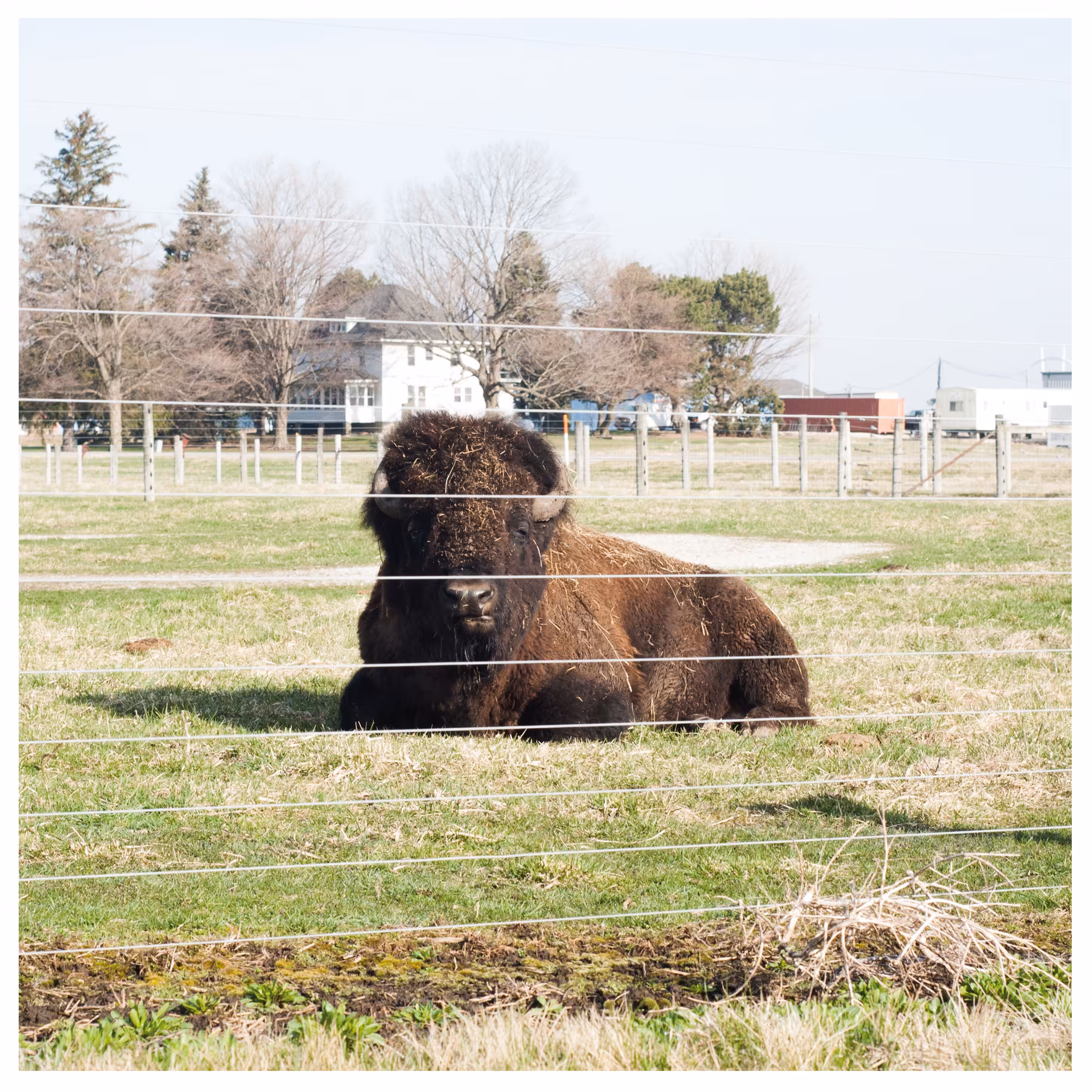 Plain Relics #04 Bison (Bison bison)