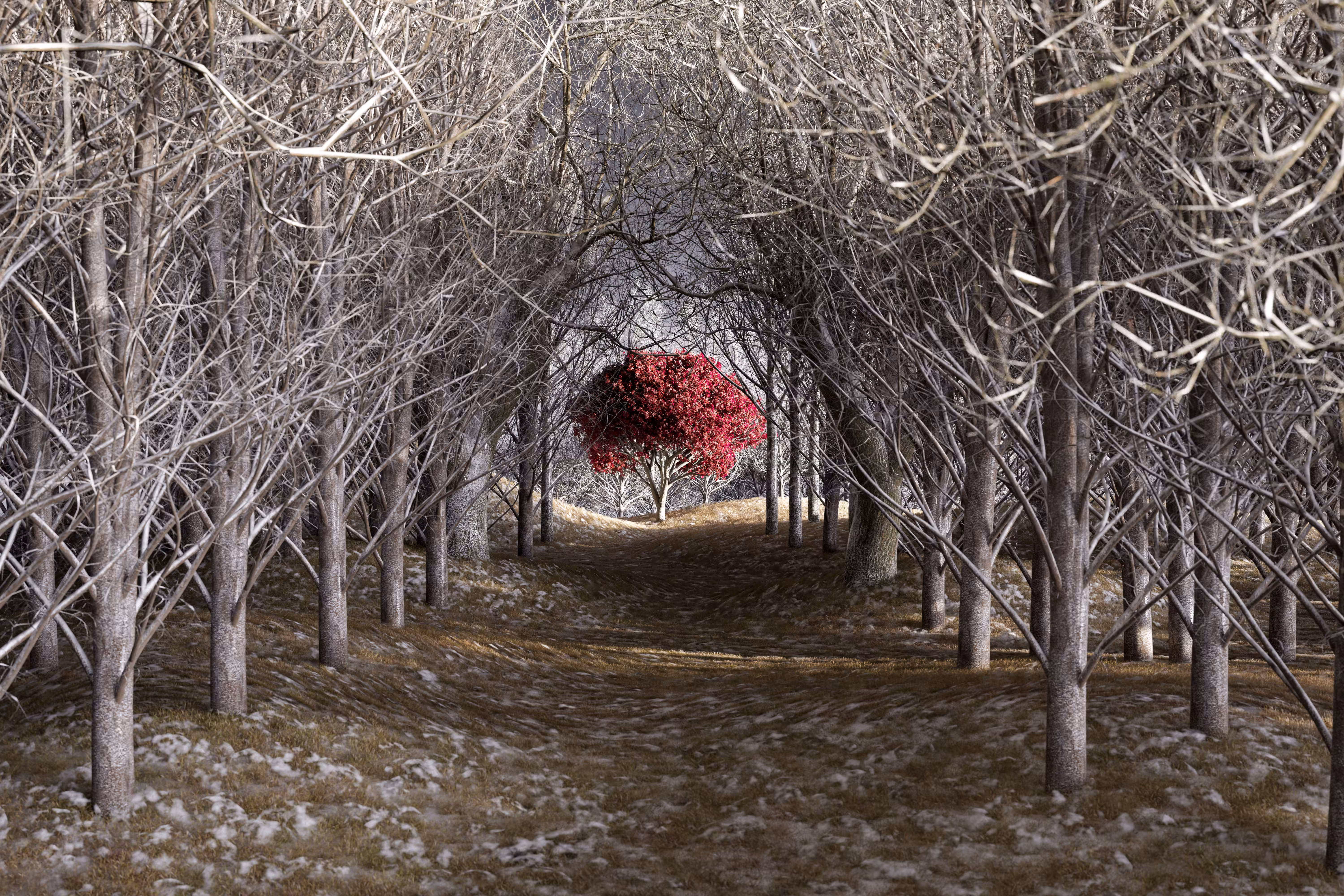 Magical Grove