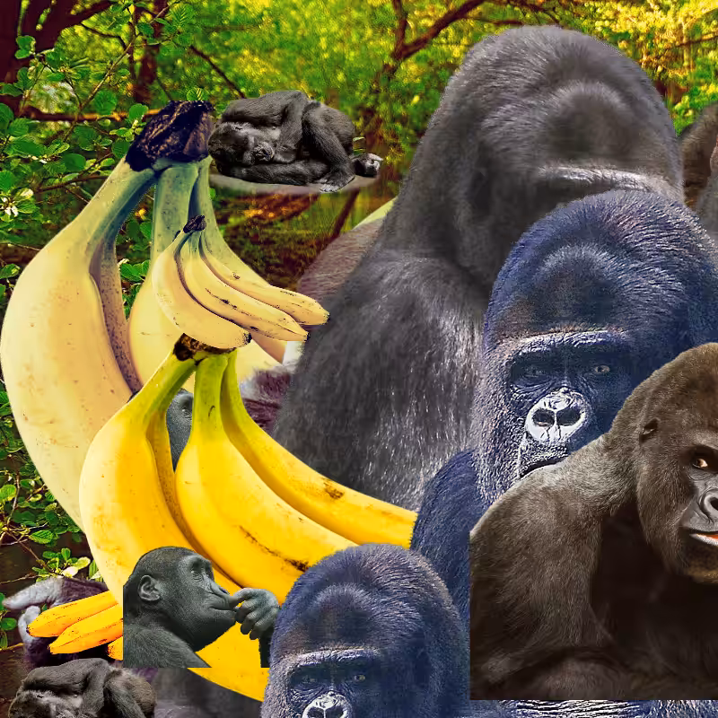 Banana #1 #3