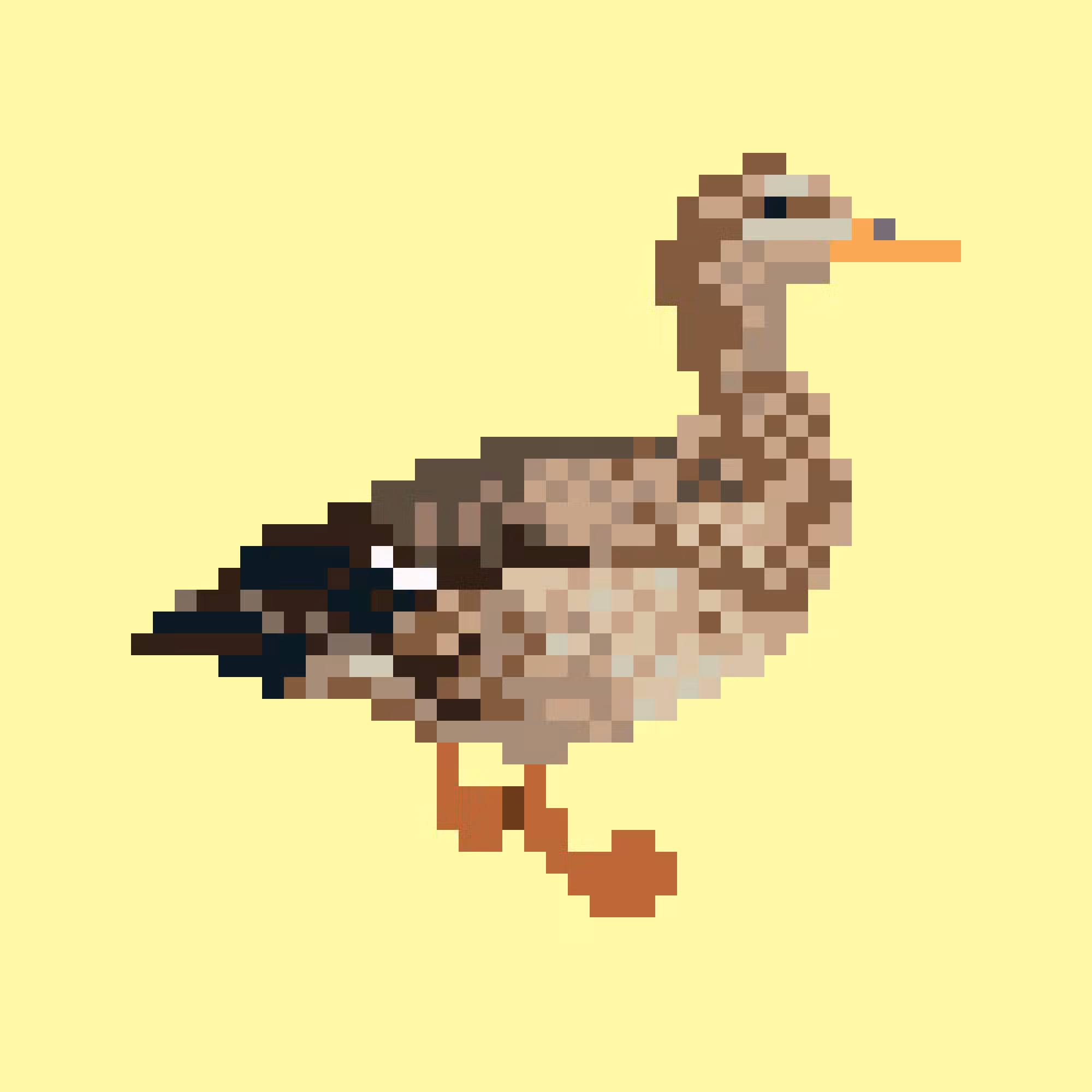 Mallard (F)