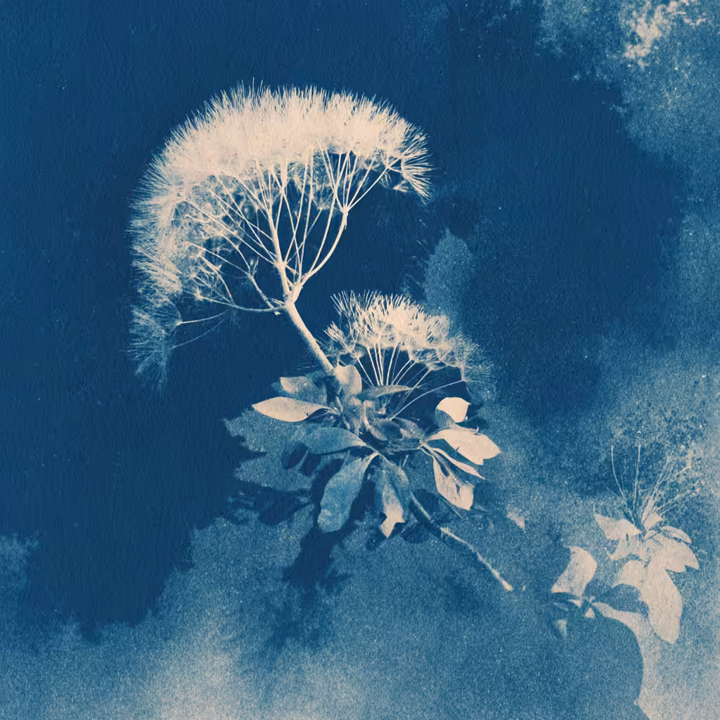 The Dandelion