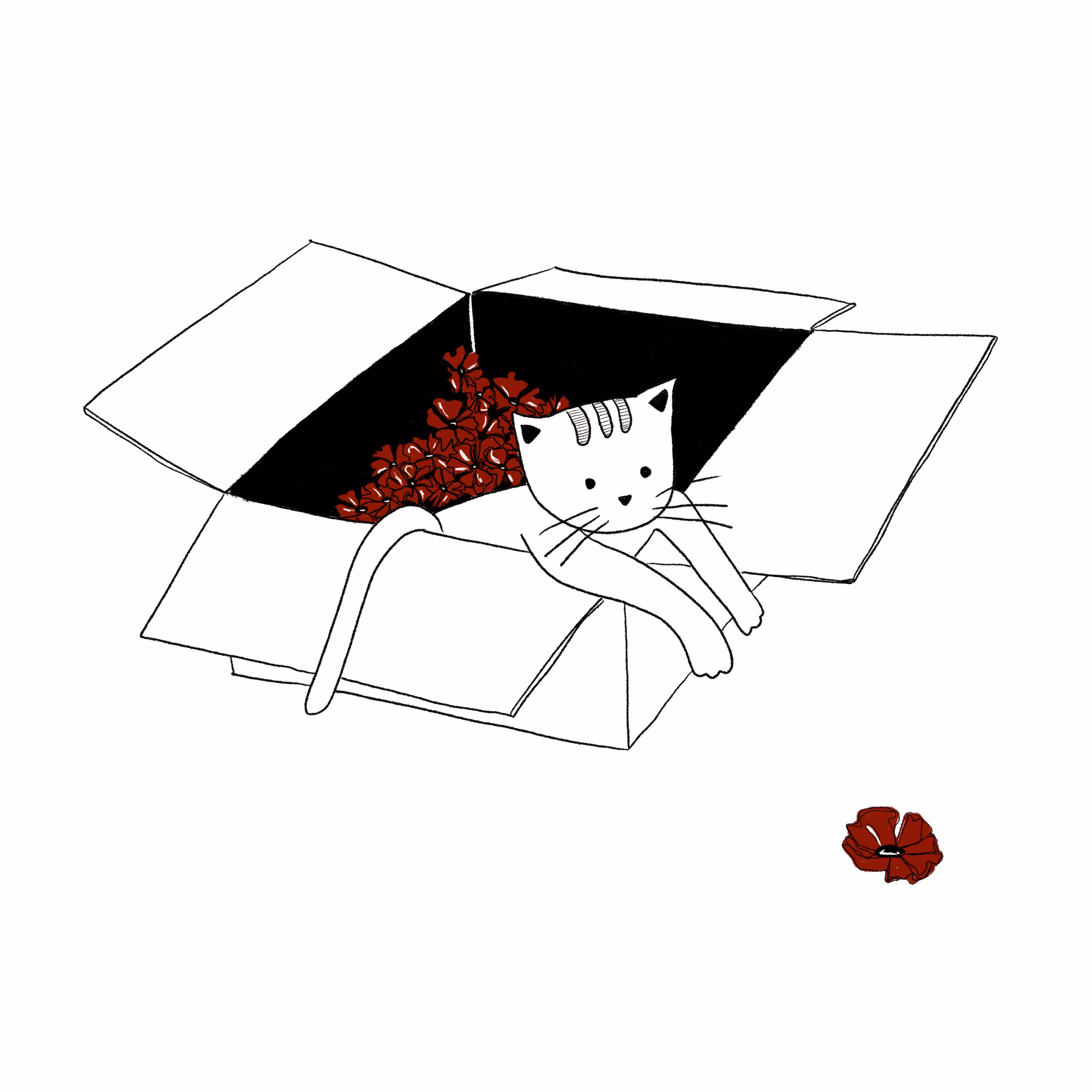 CatBox